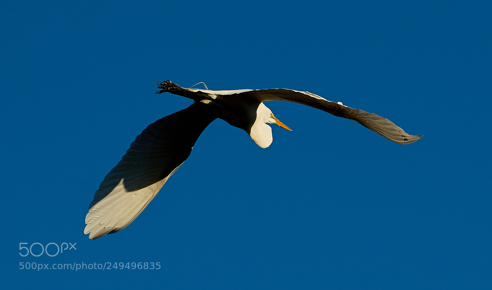 Canon EOS-1D X Mark II sample photo. 03-16-18-0007649.jpg photography