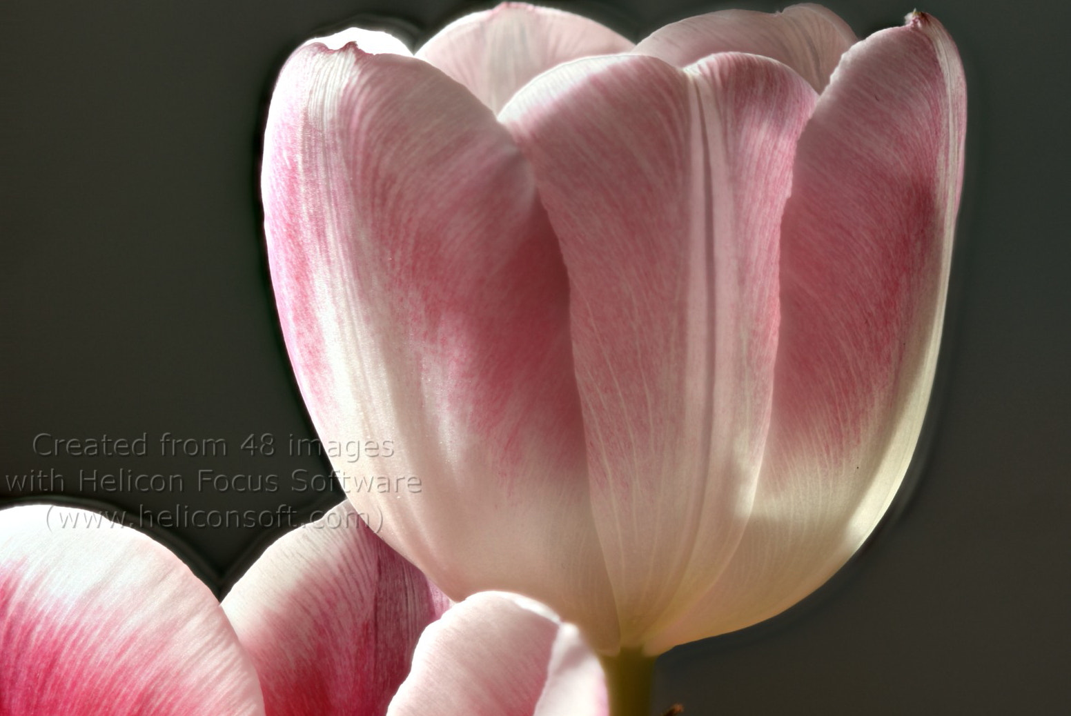 Canon EOS 50D sample photo. Tulips photography