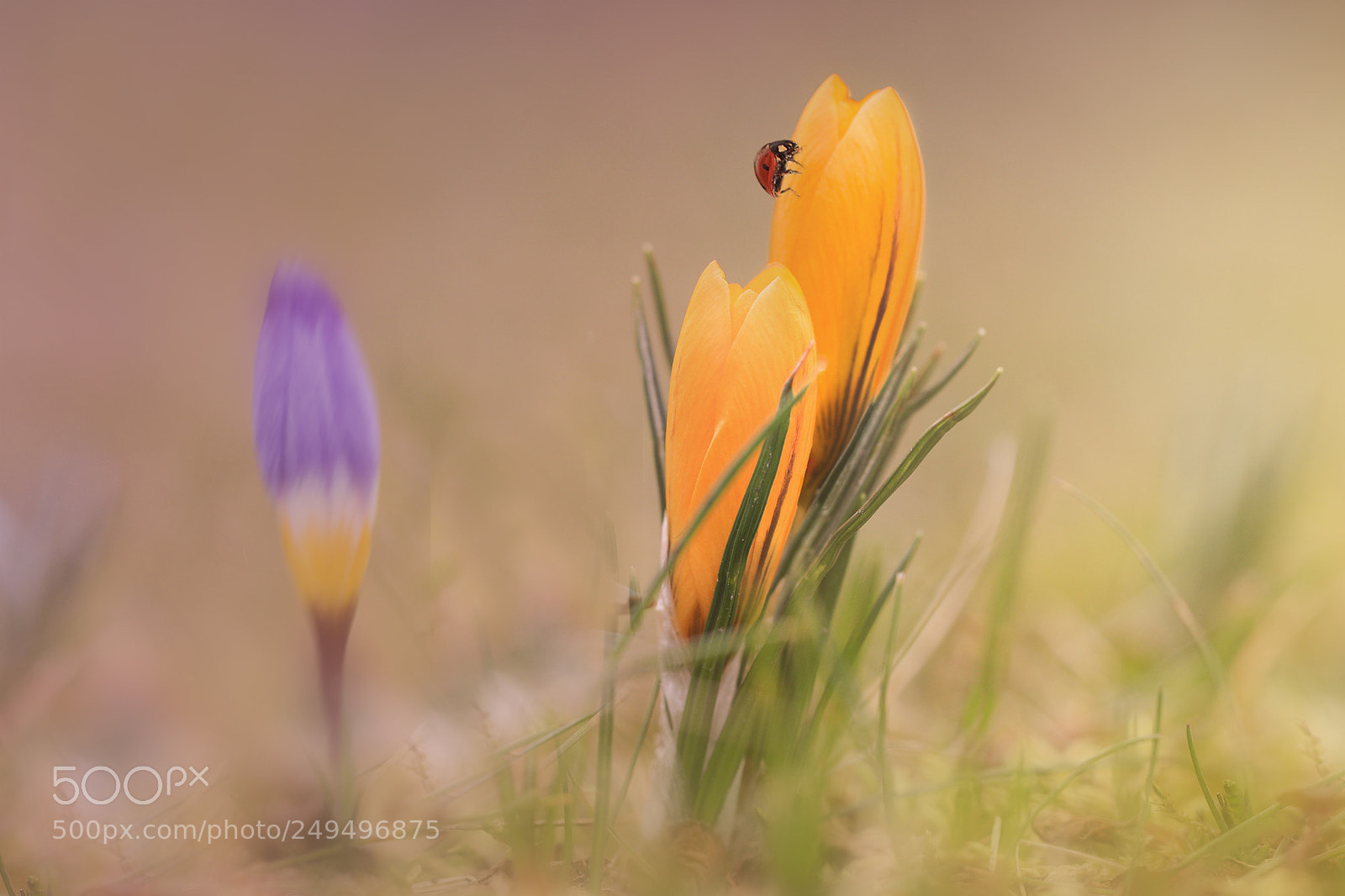 Canon EOS 80D sample photo. Spring photography