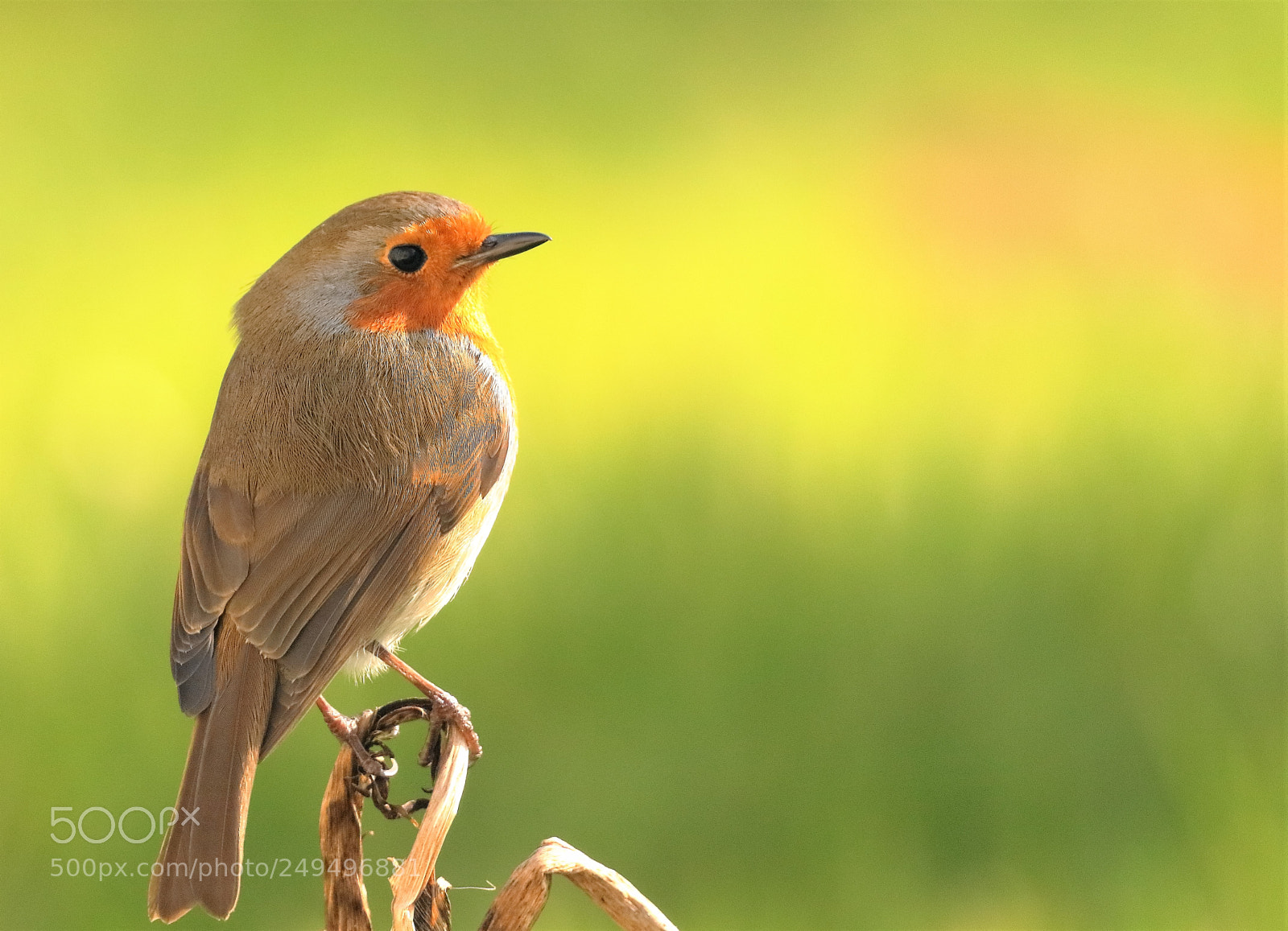 Canon EOS 5DS R sample photo. Winter colors - 404a0373.jpg photography