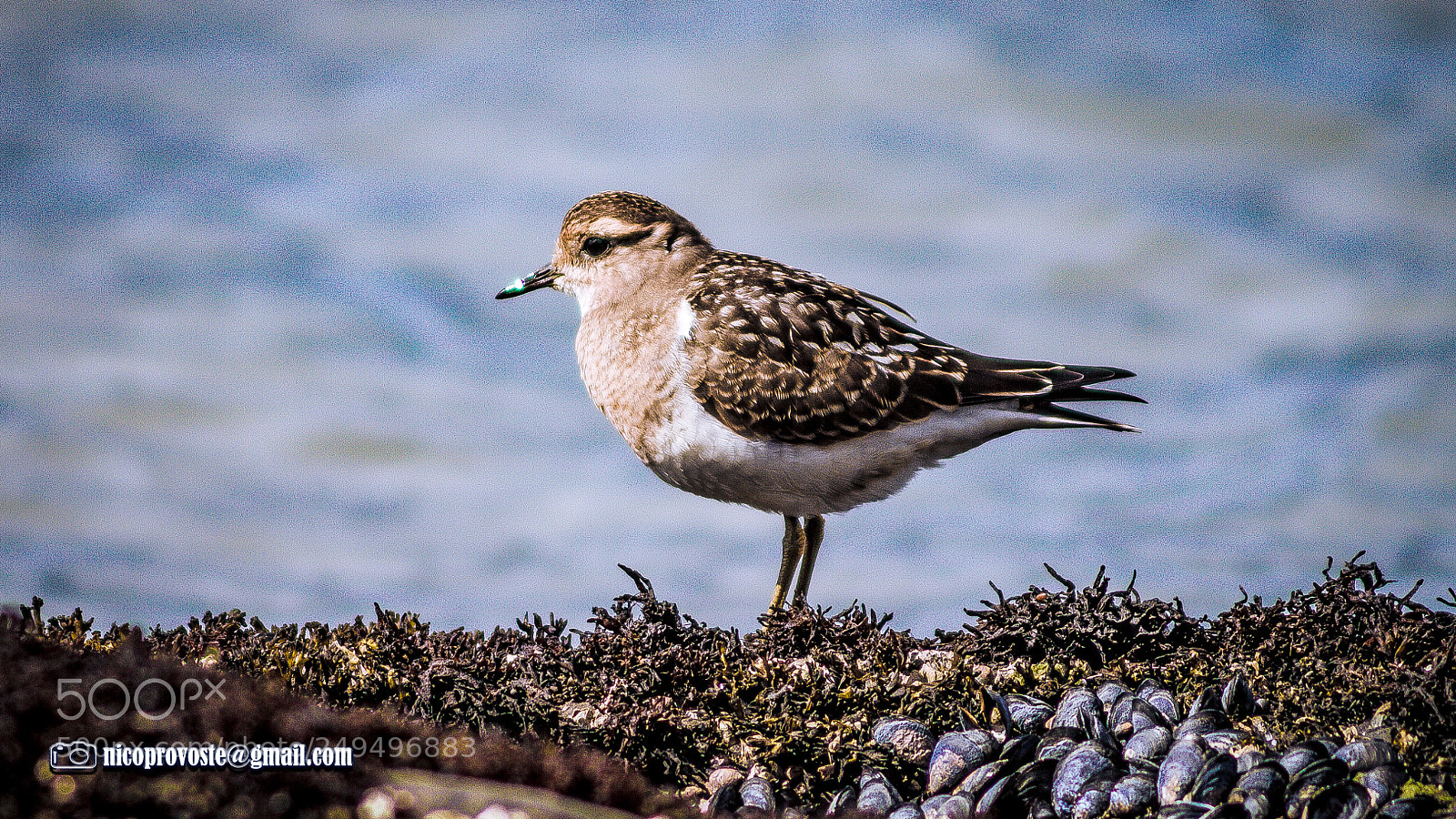 Canon EOS 7D sample photo. Ave costera photography