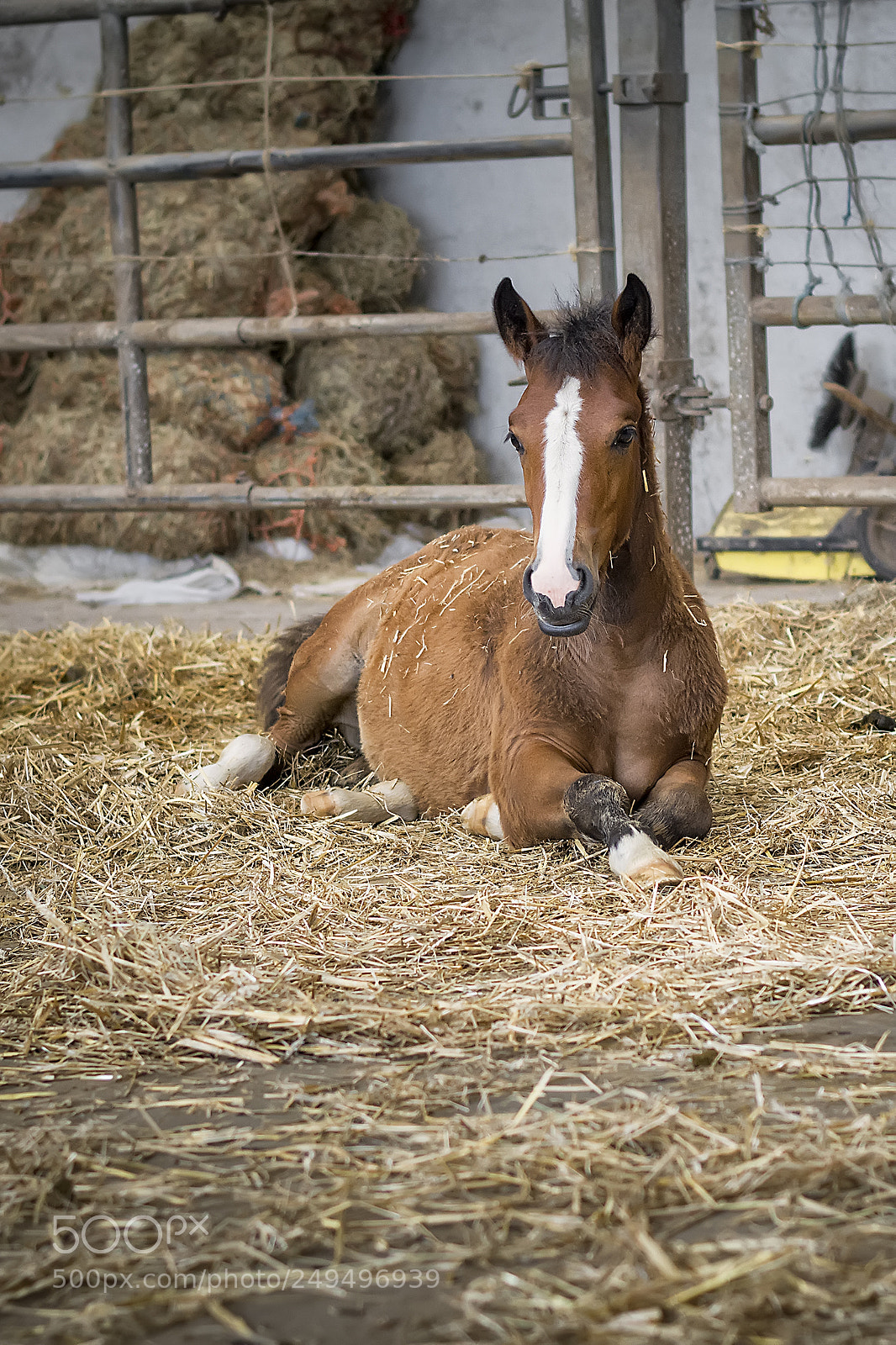 Nikon D5200 sample photo. Horses #4 photography
