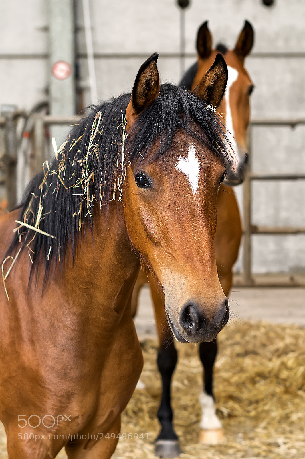 Nikon D5200 sample photo. Horses #03 photography