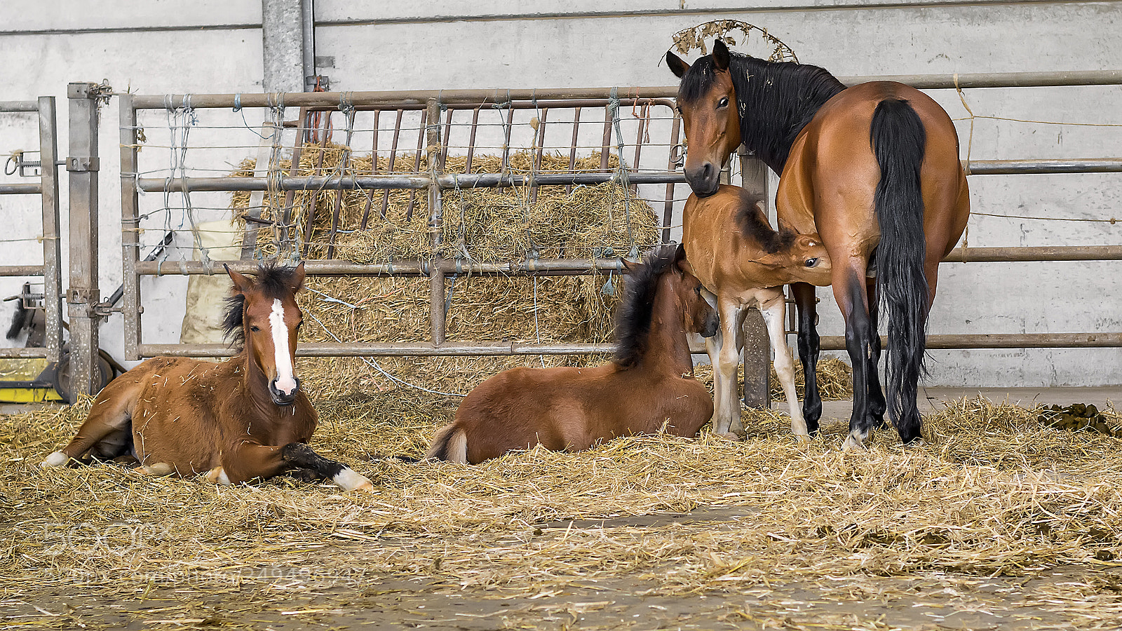 Nikon D5200 sample photo. Horses # 02 photography