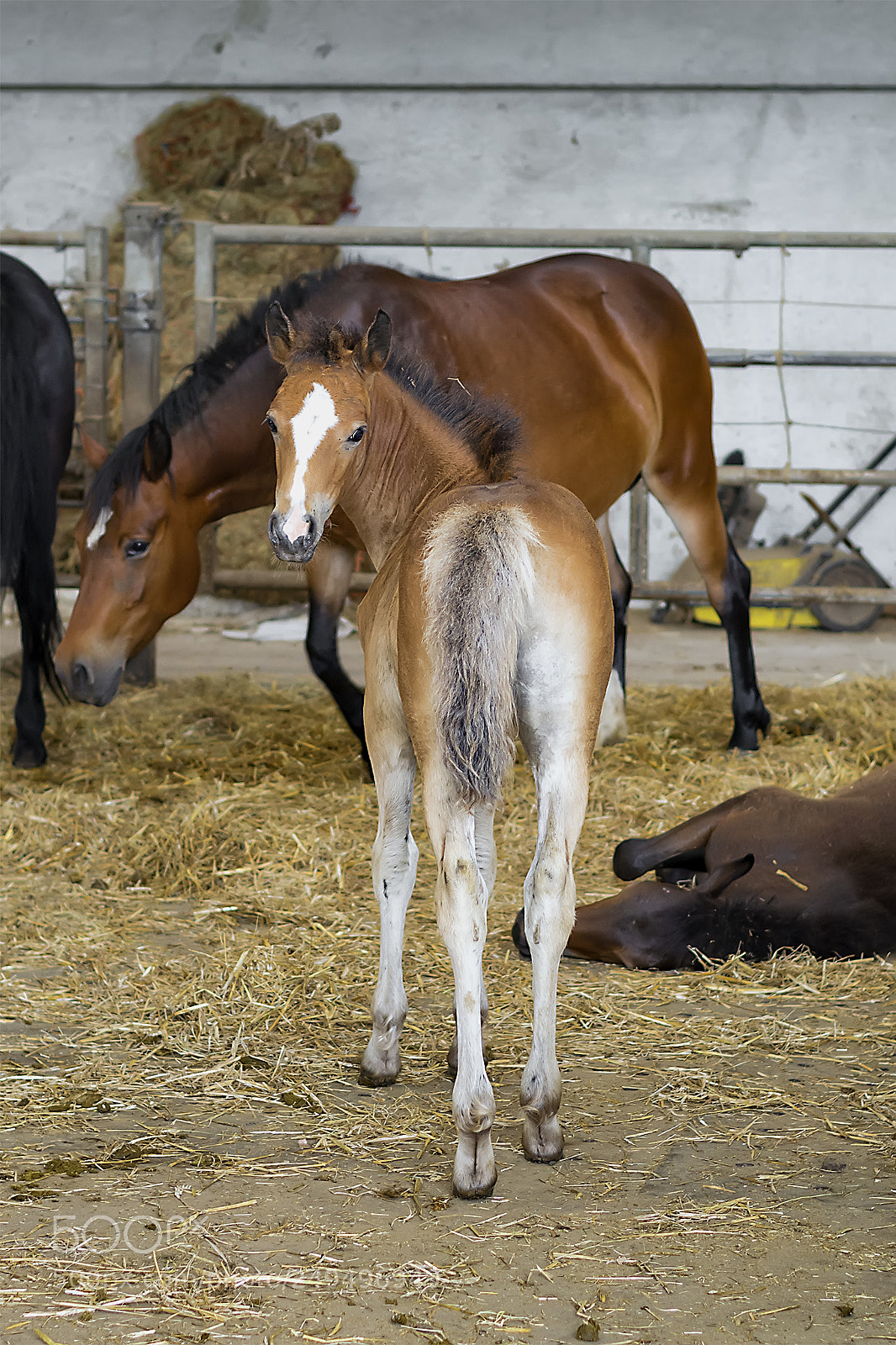 Nikon D5200 sample photo. Horses #01 photography