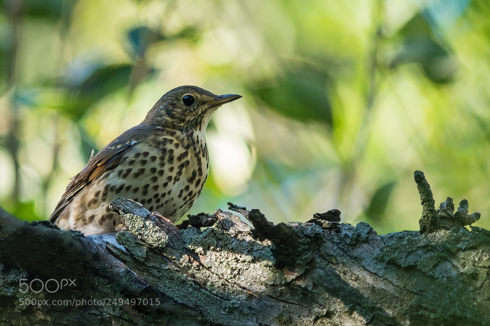 Fujifilm X-E1 sample photo. Turdus philomelos photography