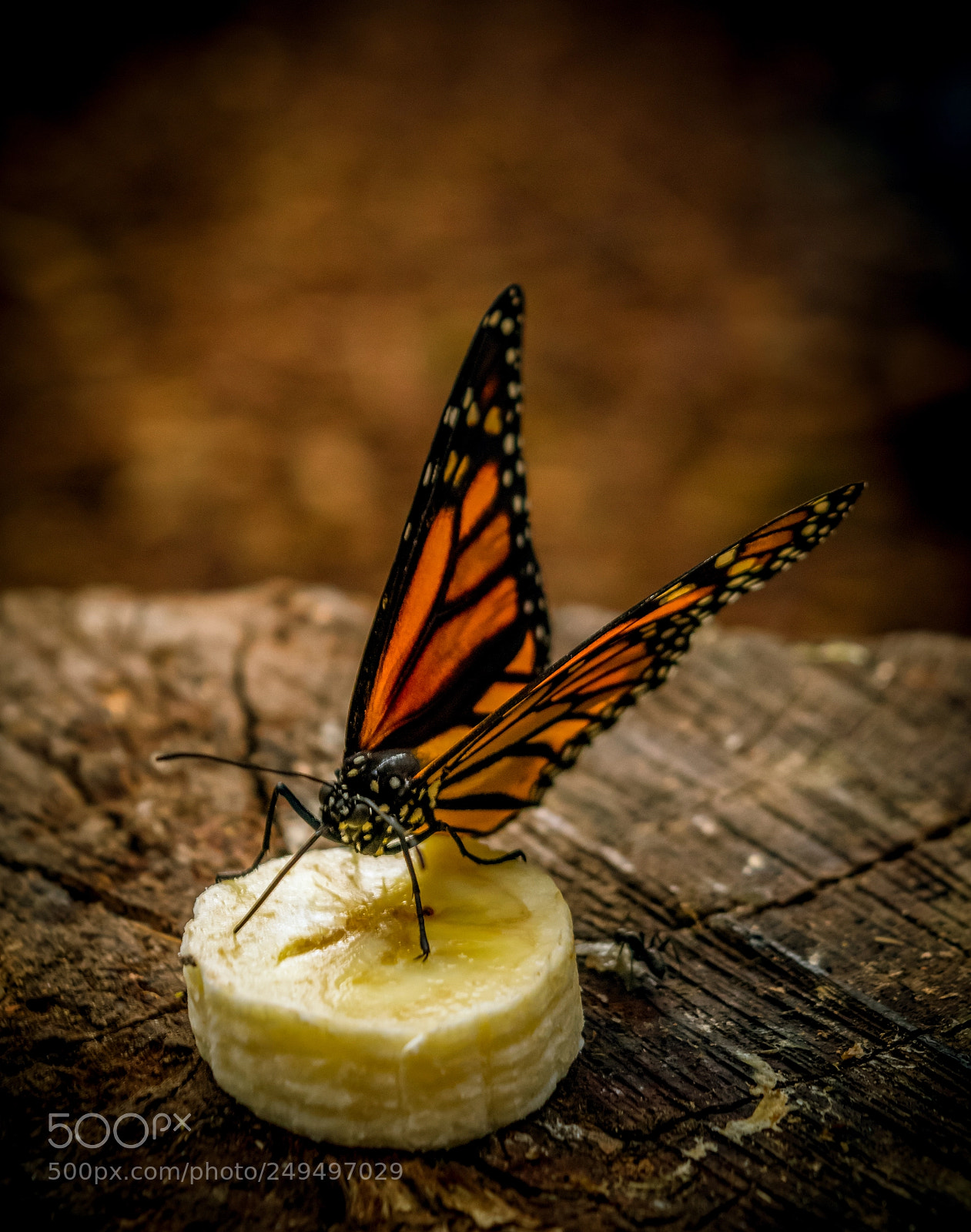 Nikon D5300 sample photo. Eating photography