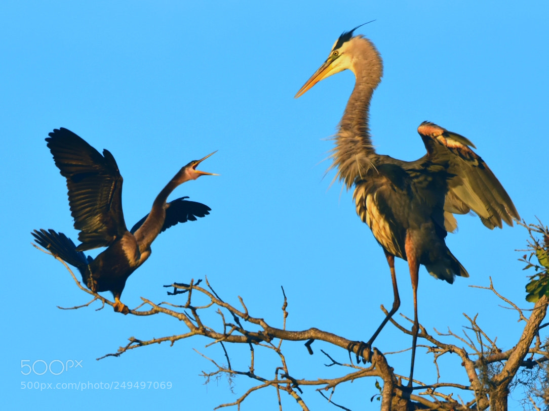Nikon D7200 sample photo. Anhinga heron - the photography
