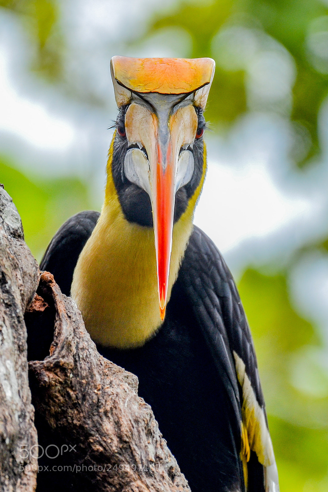 Nikon D7000 sample photo. A bird with horn photography