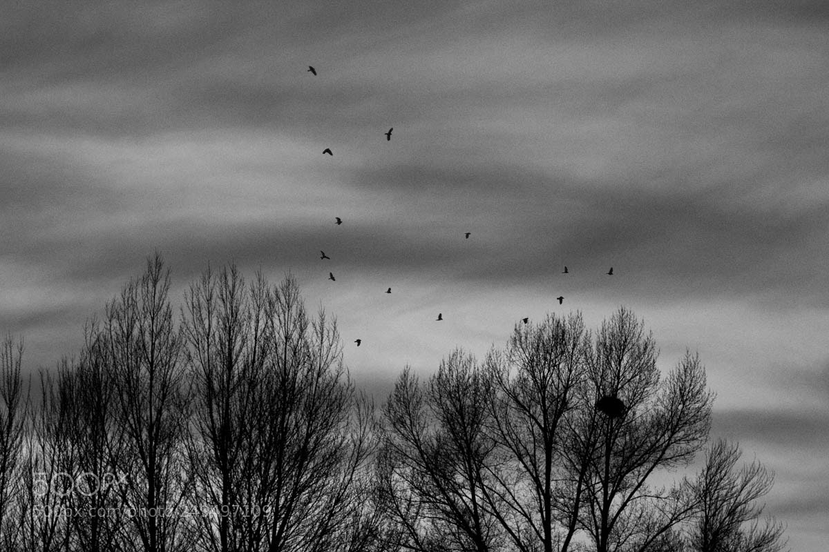 Canon EOS 60D sample photo. Winter photography