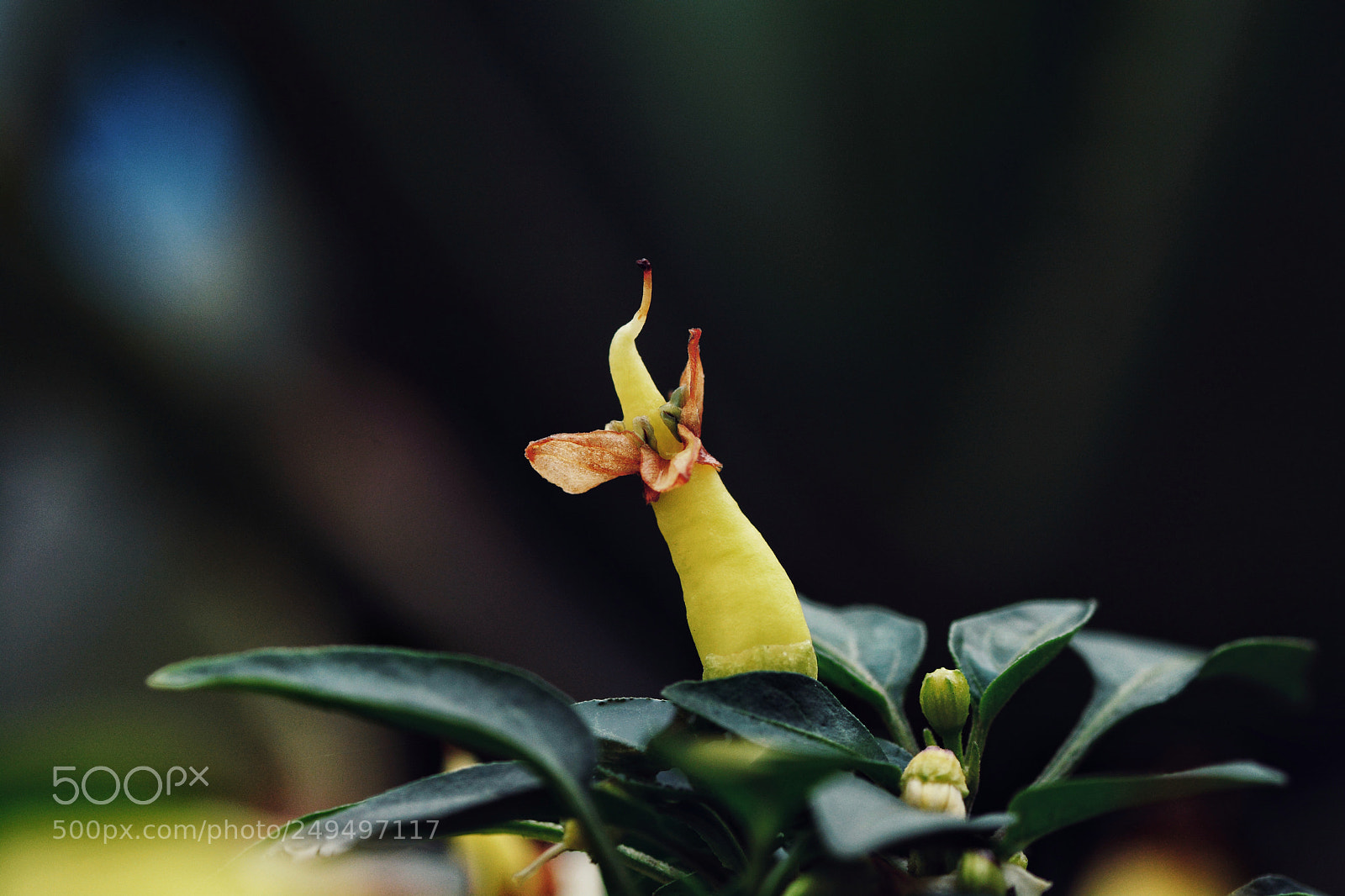 Nikon D7100 sample photo. Untitled photography