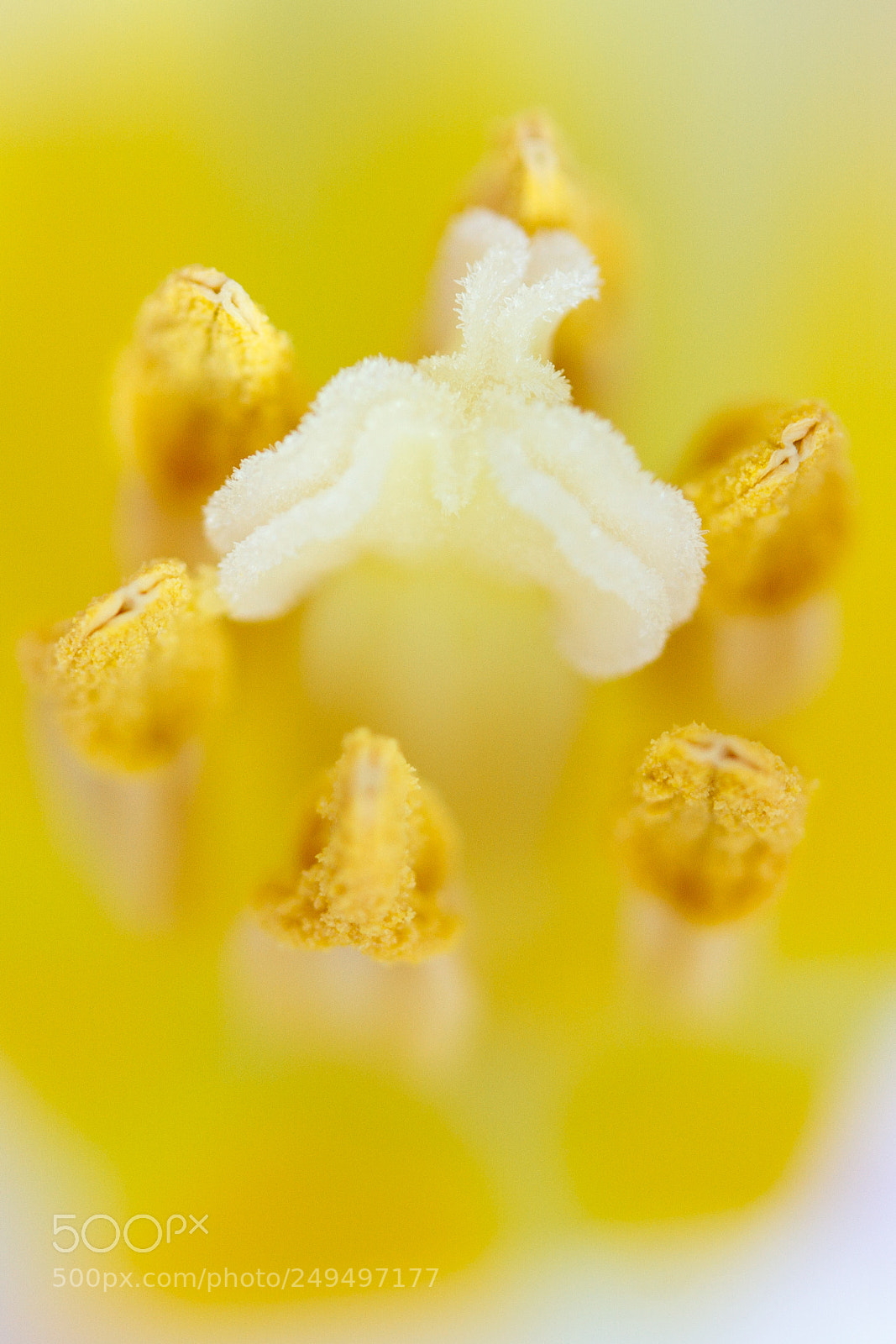 Canon EOS 7D sample photo. Yellow crown i photography