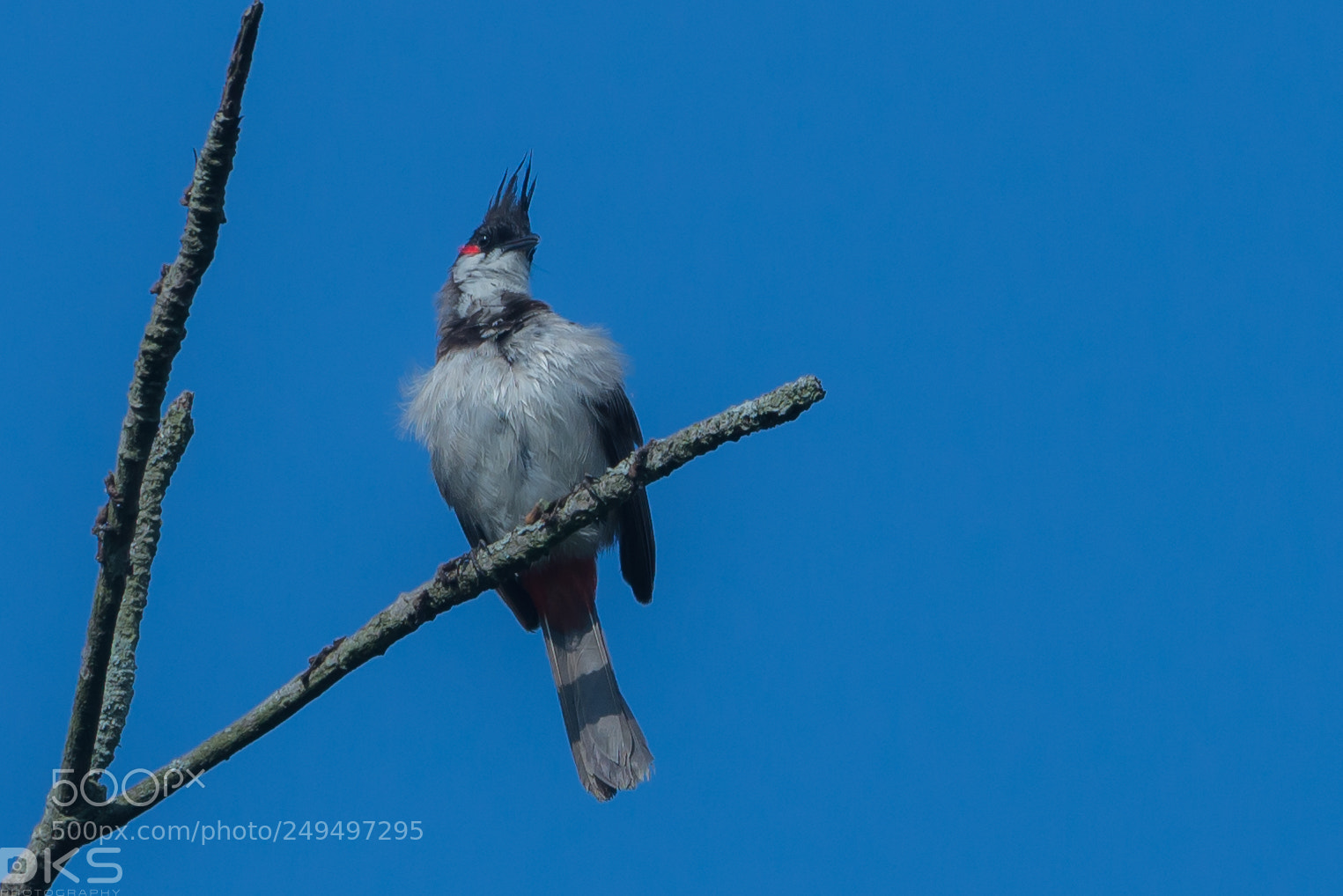 Nikon D610 sample photo. Red whiskered bulbul photography