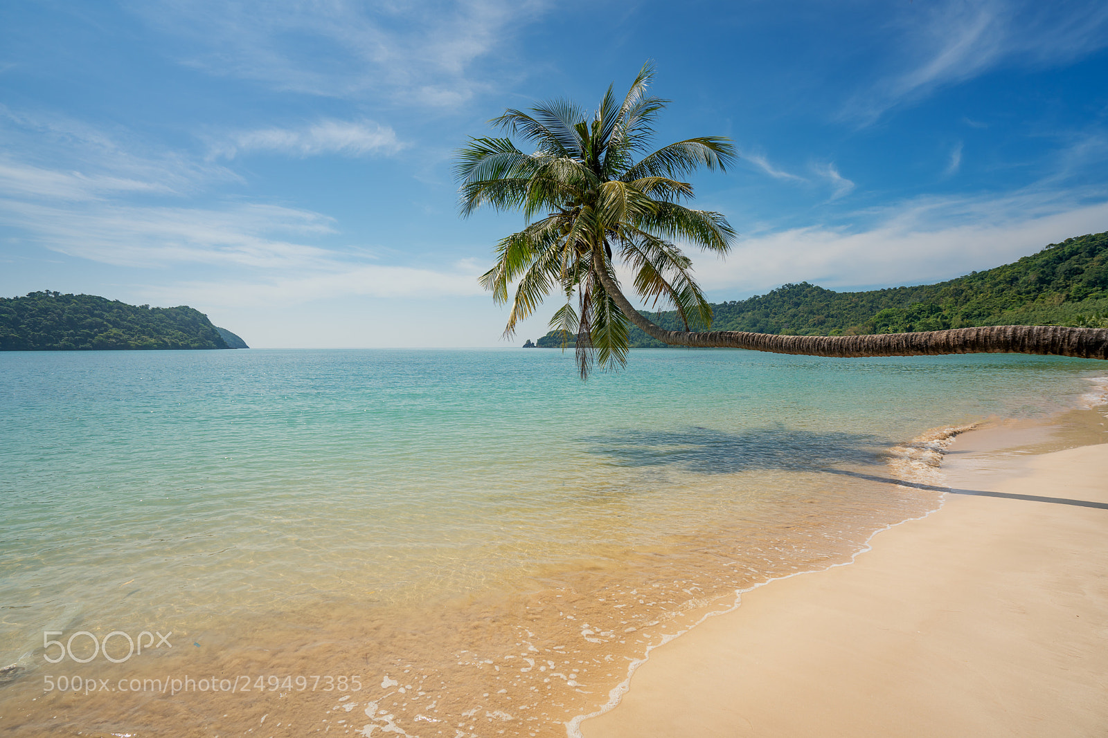 Sony a7R II sample photo. Coconut palm tree over photography