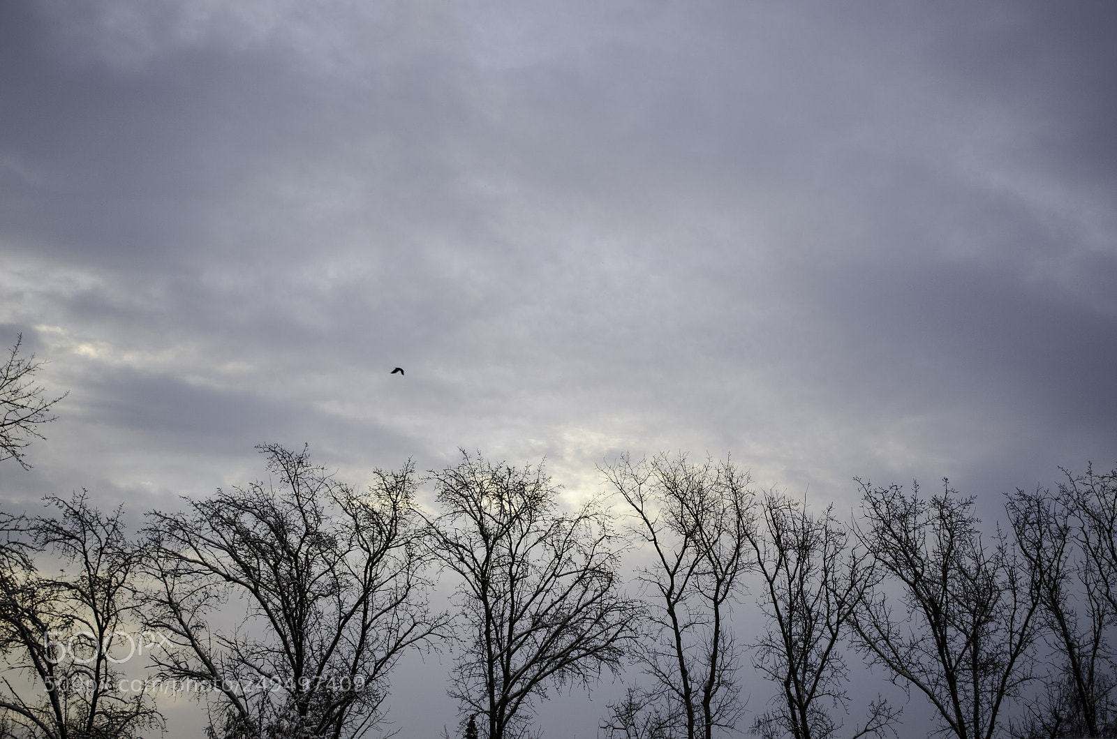 Nikon D5100 sample photo. Winter sky photography