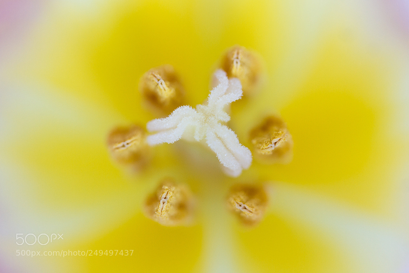 Canon EOS 7D sample photo. Yellow crown ii photography