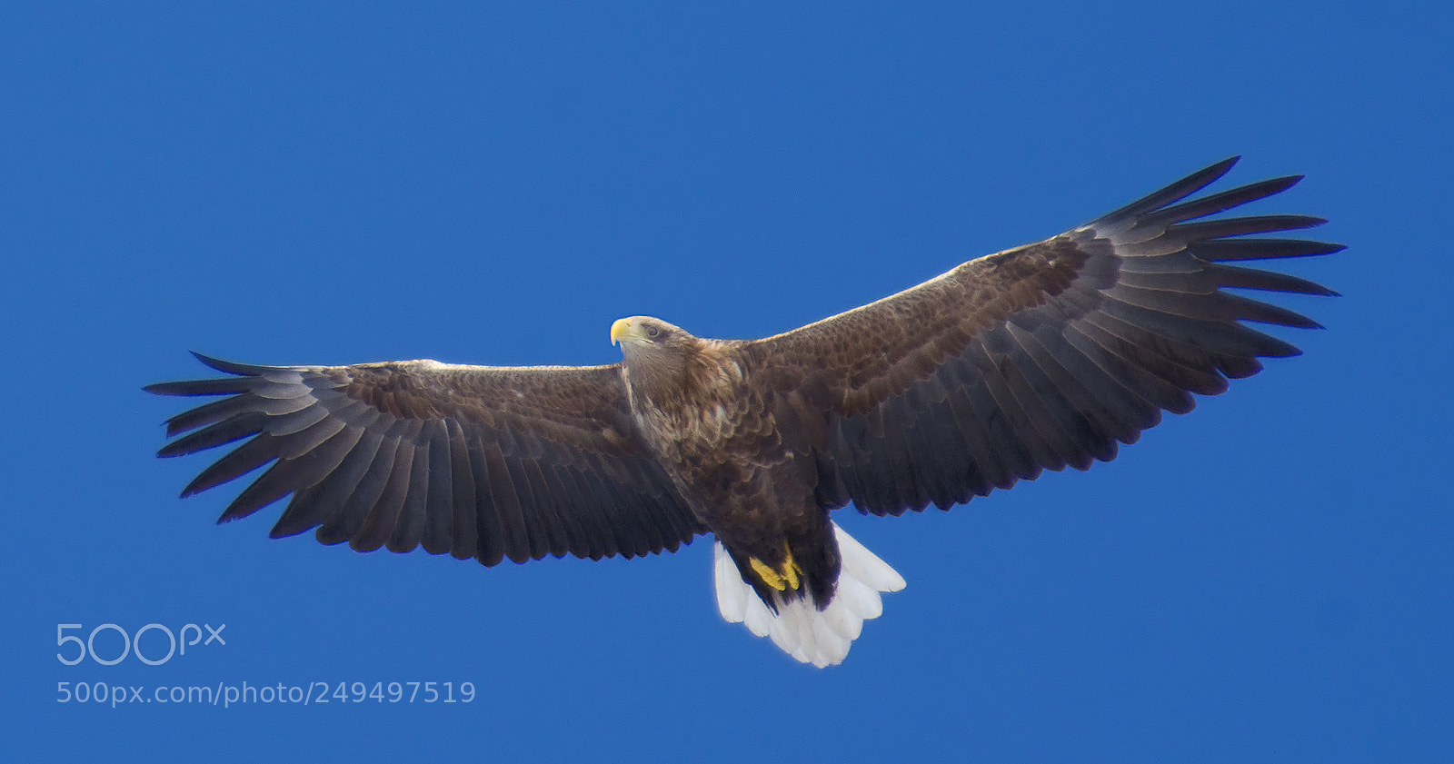 Pentax K-3 II sample photo. White-tailed eagle photography