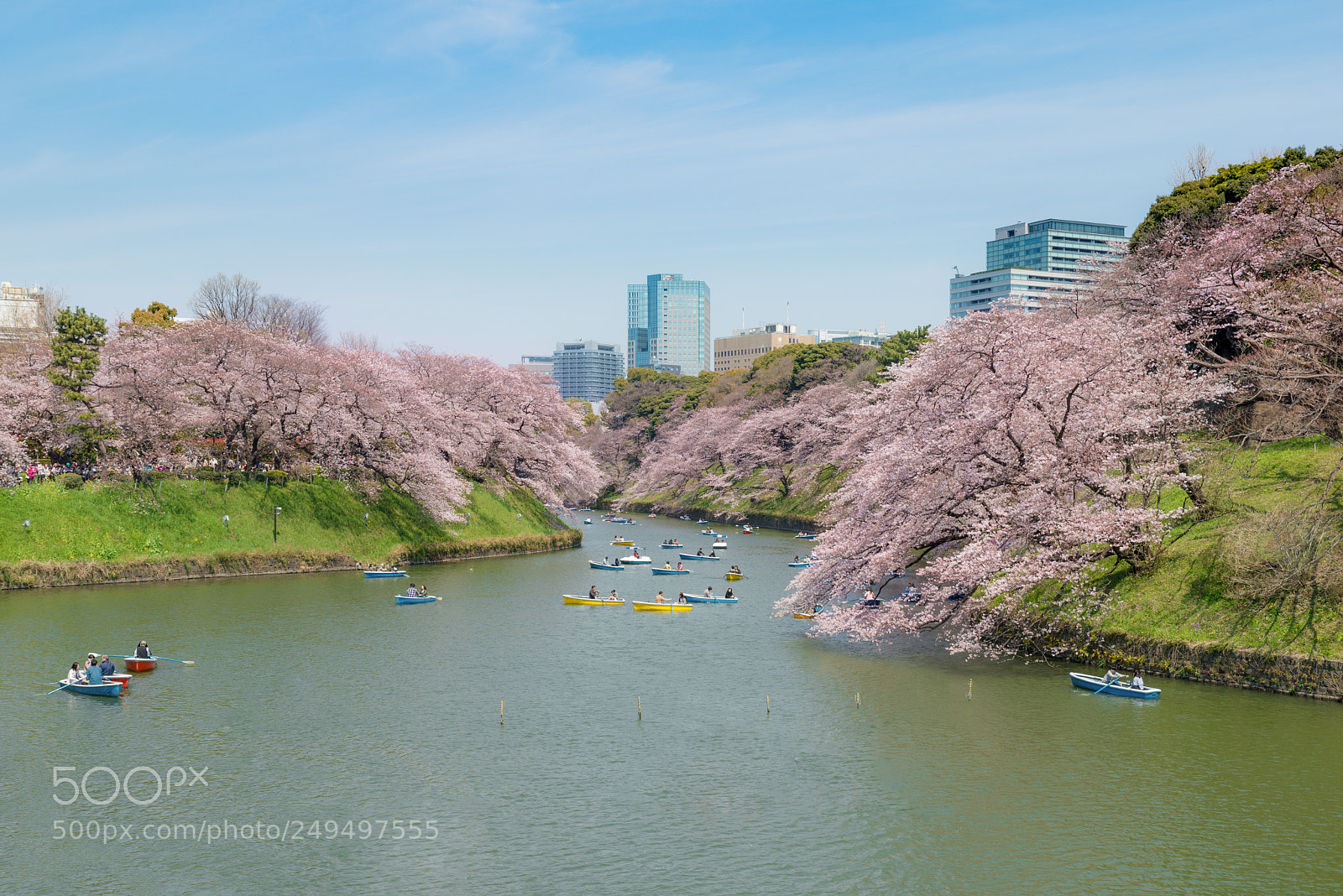 Nikon D800 sample photo. View of massive cherry photography