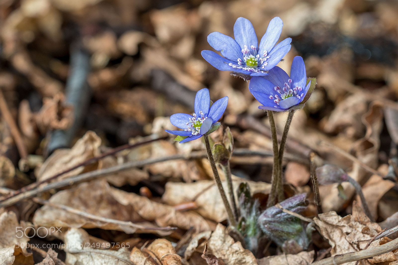 Nikon D500 sample photo. The most beautiful blue photography