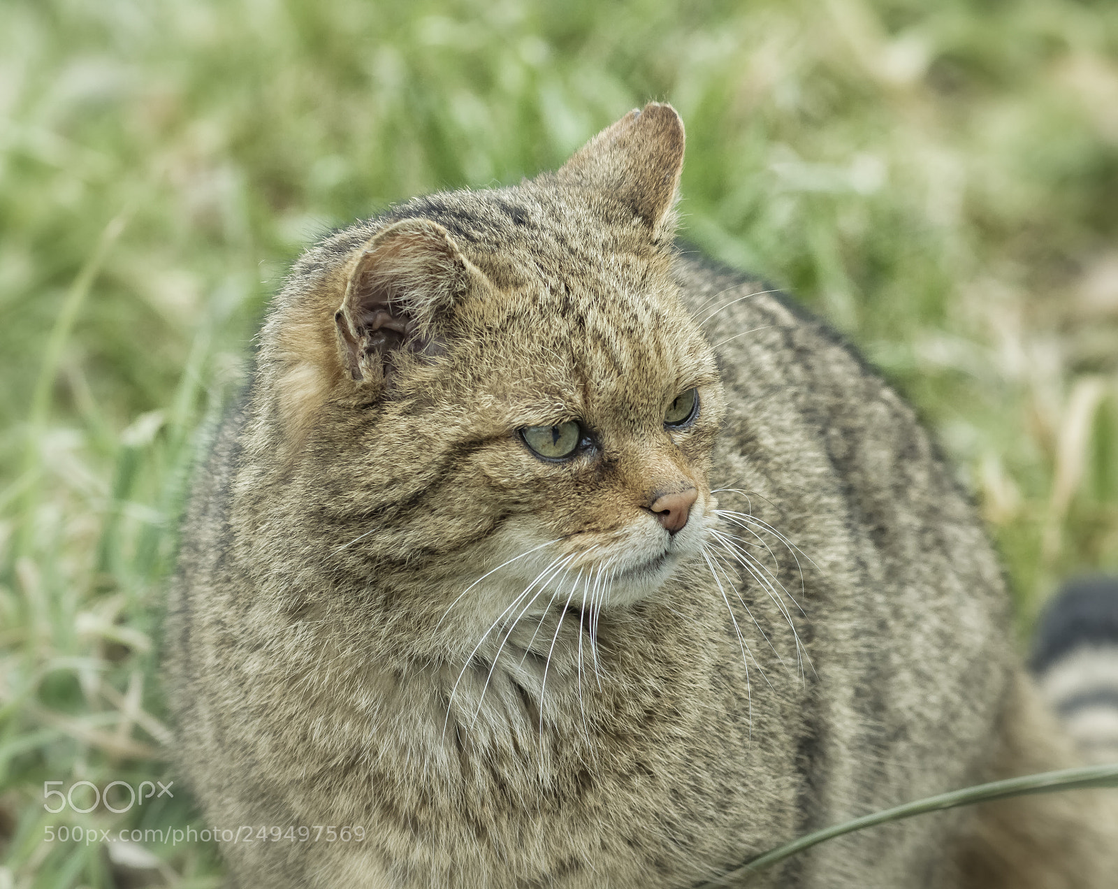 Canon EOS 7D sample photo. Wildcat portrait 1 photography