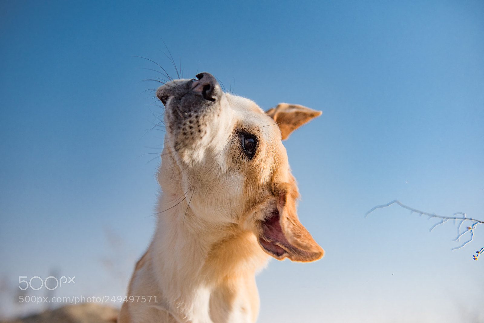 Nikon D810 sample photo. Dog photography