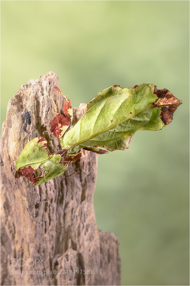 Nikon D610 sample photo. Giant leaf insect photography