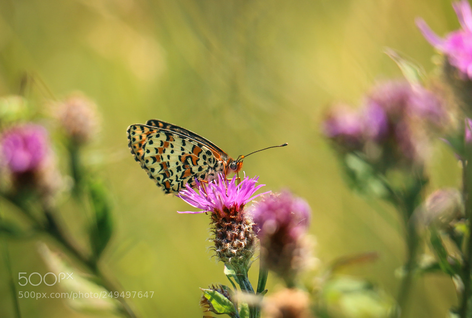 Canon EOS 70D sample photo. Spotted fritillary photography