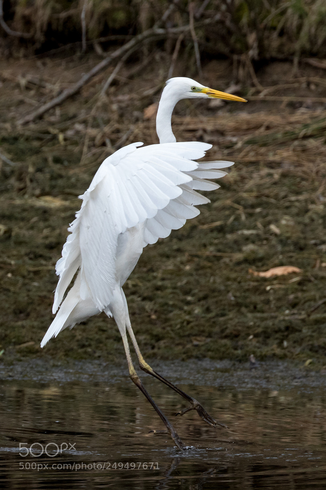 Canon EOS 80D sample photo. Great egret photography