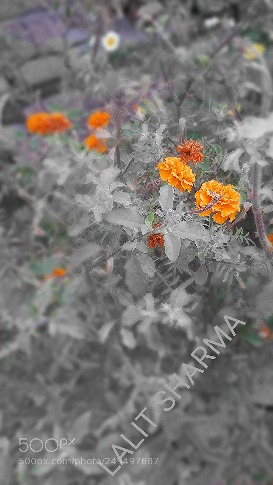 Samsung Galaxy J7 sample photo. Untitled photography