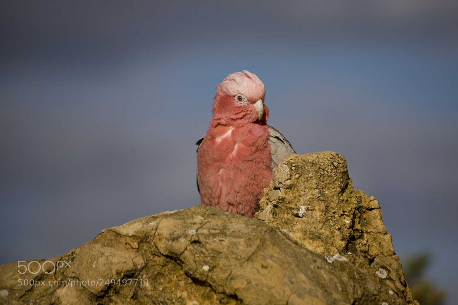 Canon EOS 5D sample photo. Galah cockatoo at pinnacles photography