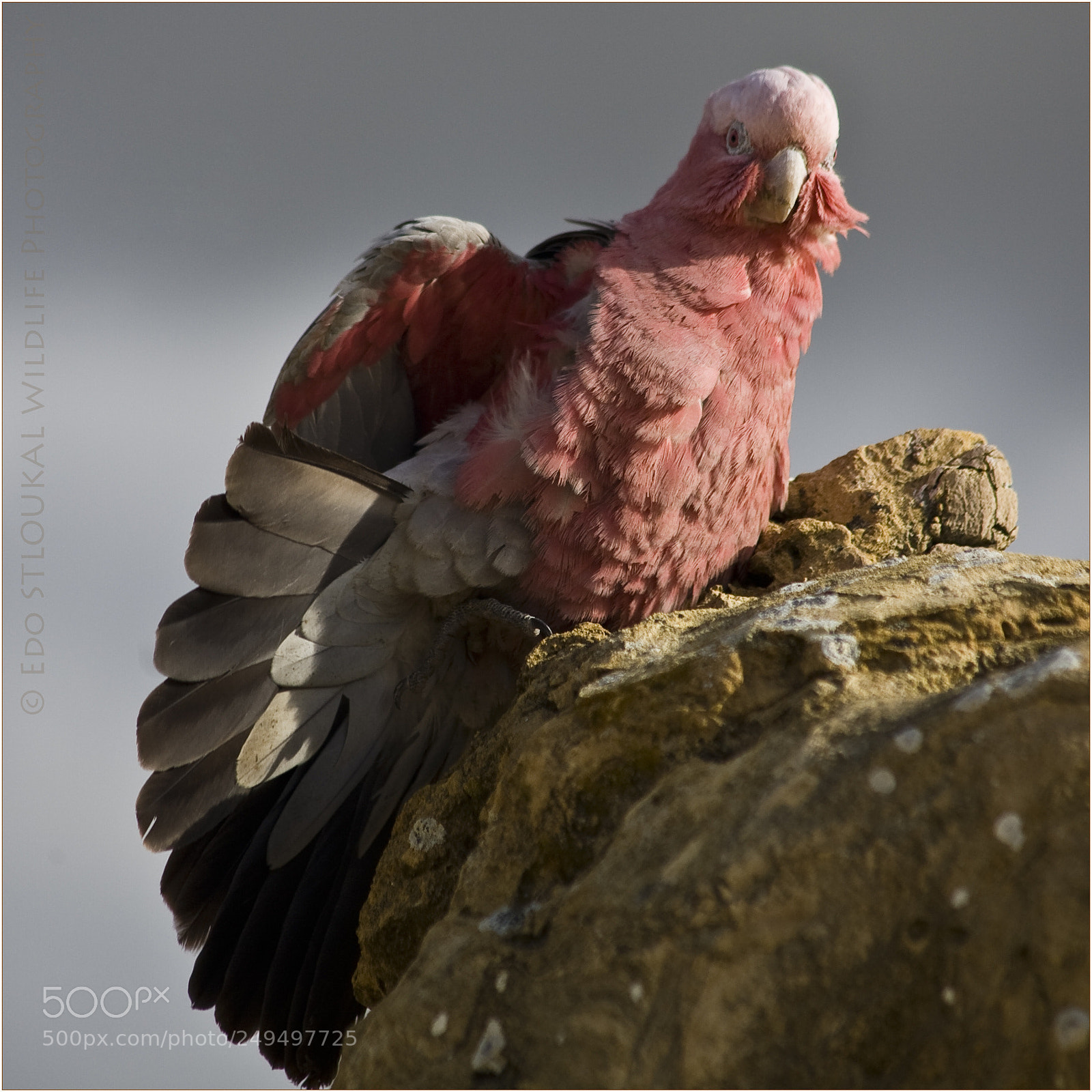 Canon EOS 5D sample photo. Galah cockatoo at pinnacles photography