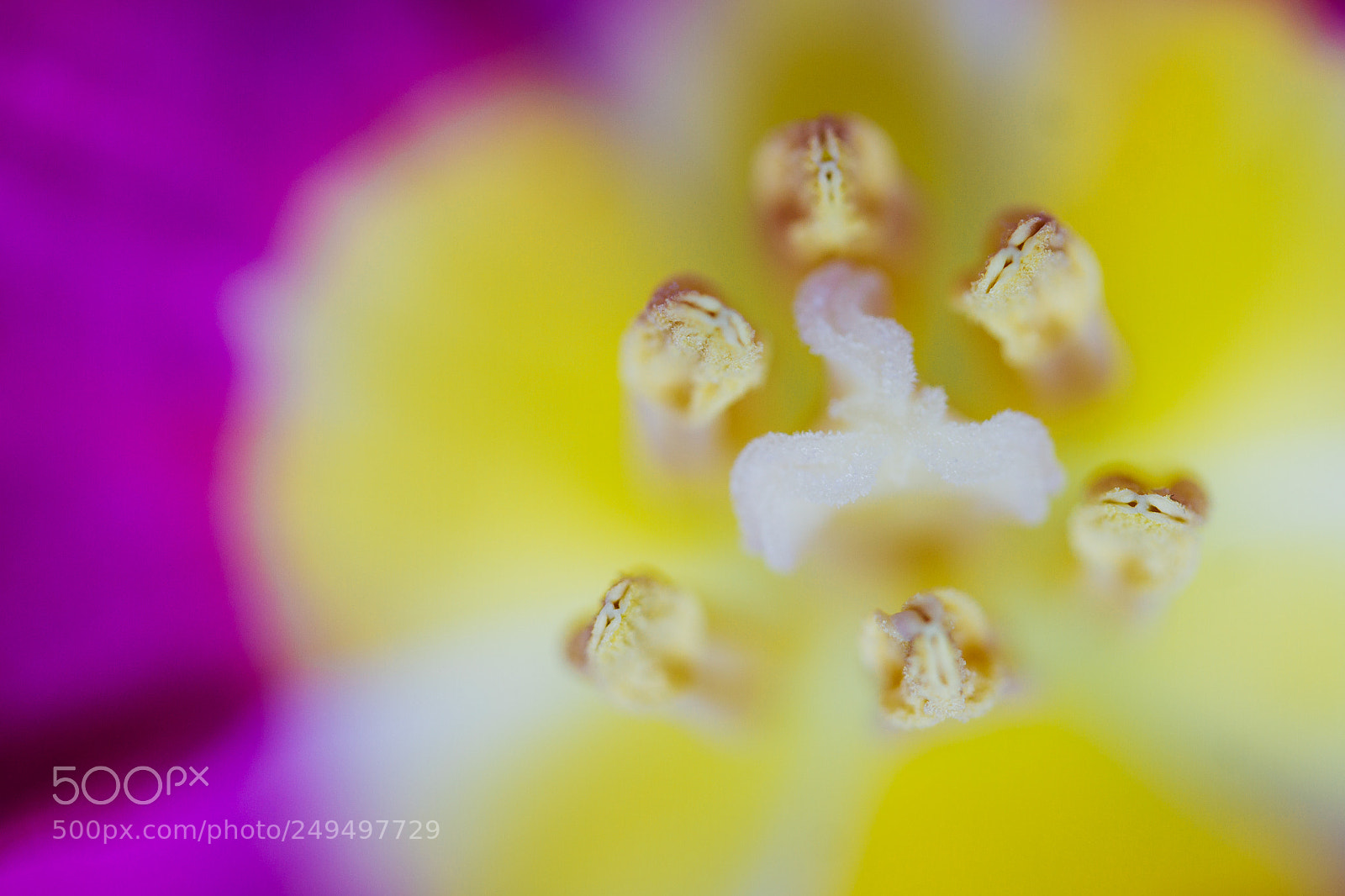 Canon EOS 7D sample photo. Yellow crown iii photography