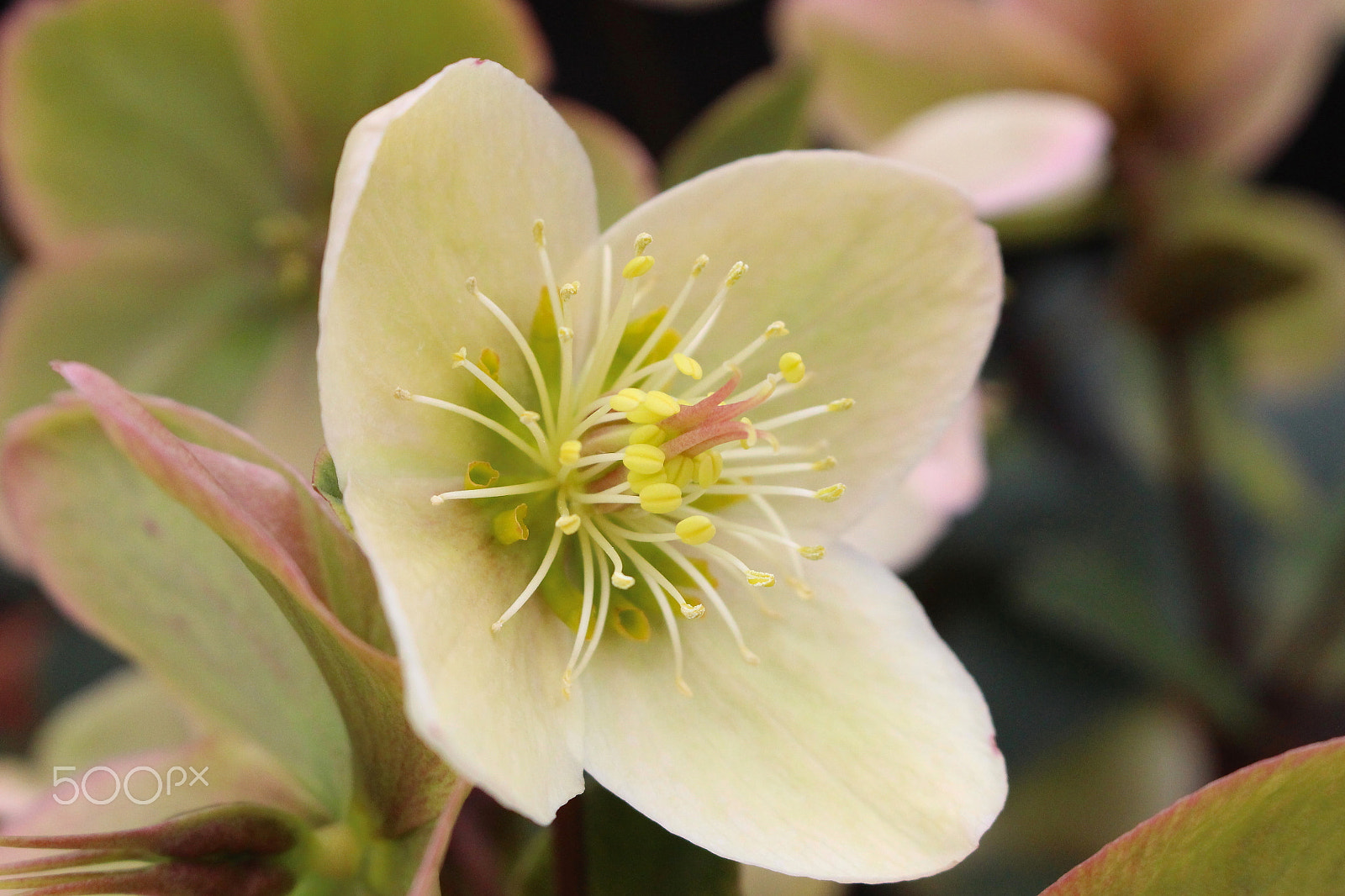 Canon EOS 100D (EOS Rebel SL1 / EOS Kiss X7) sample photo. Helleborus photography