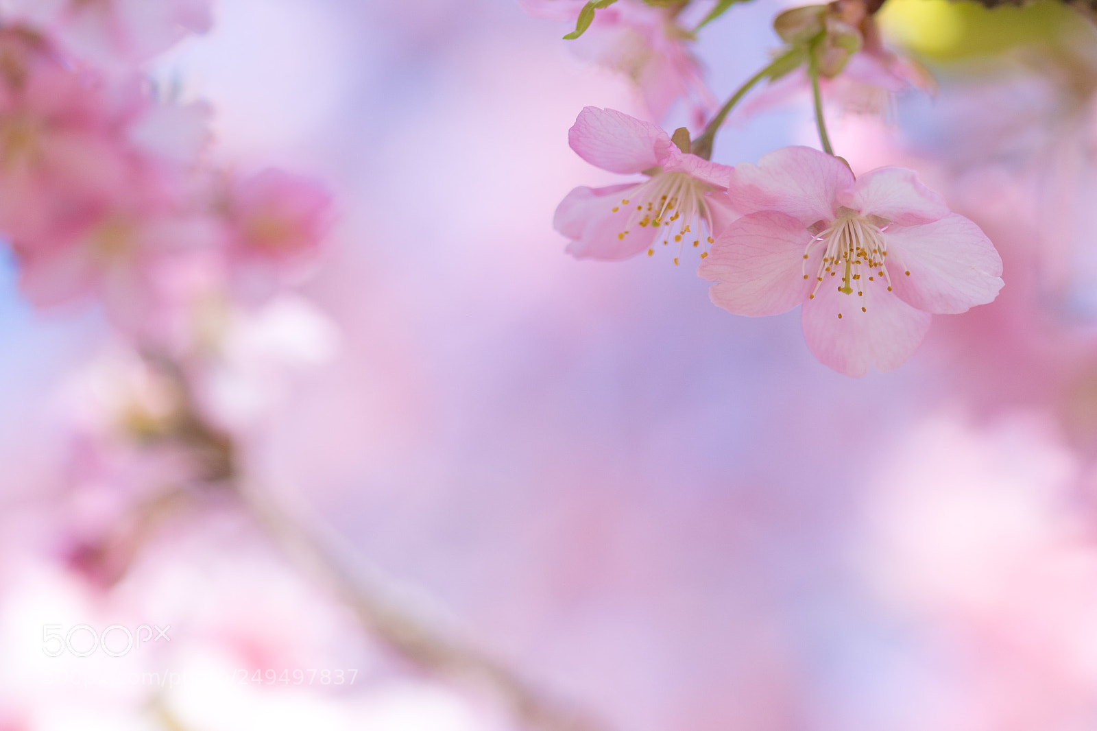 Canon EOS 7D Mark II sample photo. カワヅザクラ photography