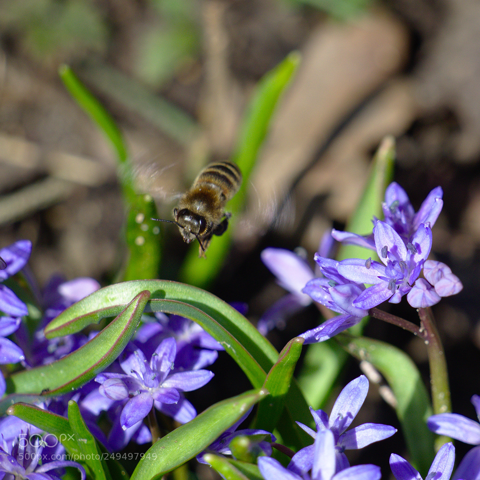 Olympus OM-D E-M10 sample photo. First flowers after the photography