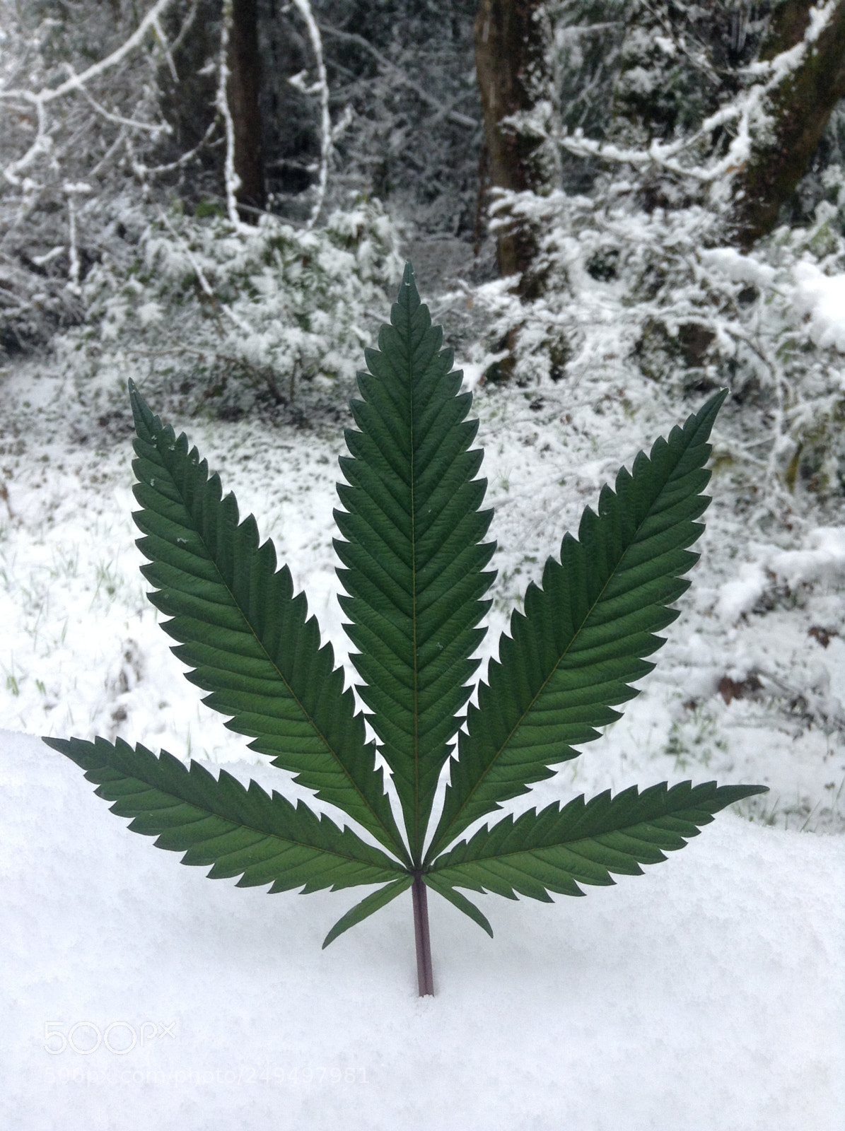Apple iPod touch sample photo. Cannabis is cool photography