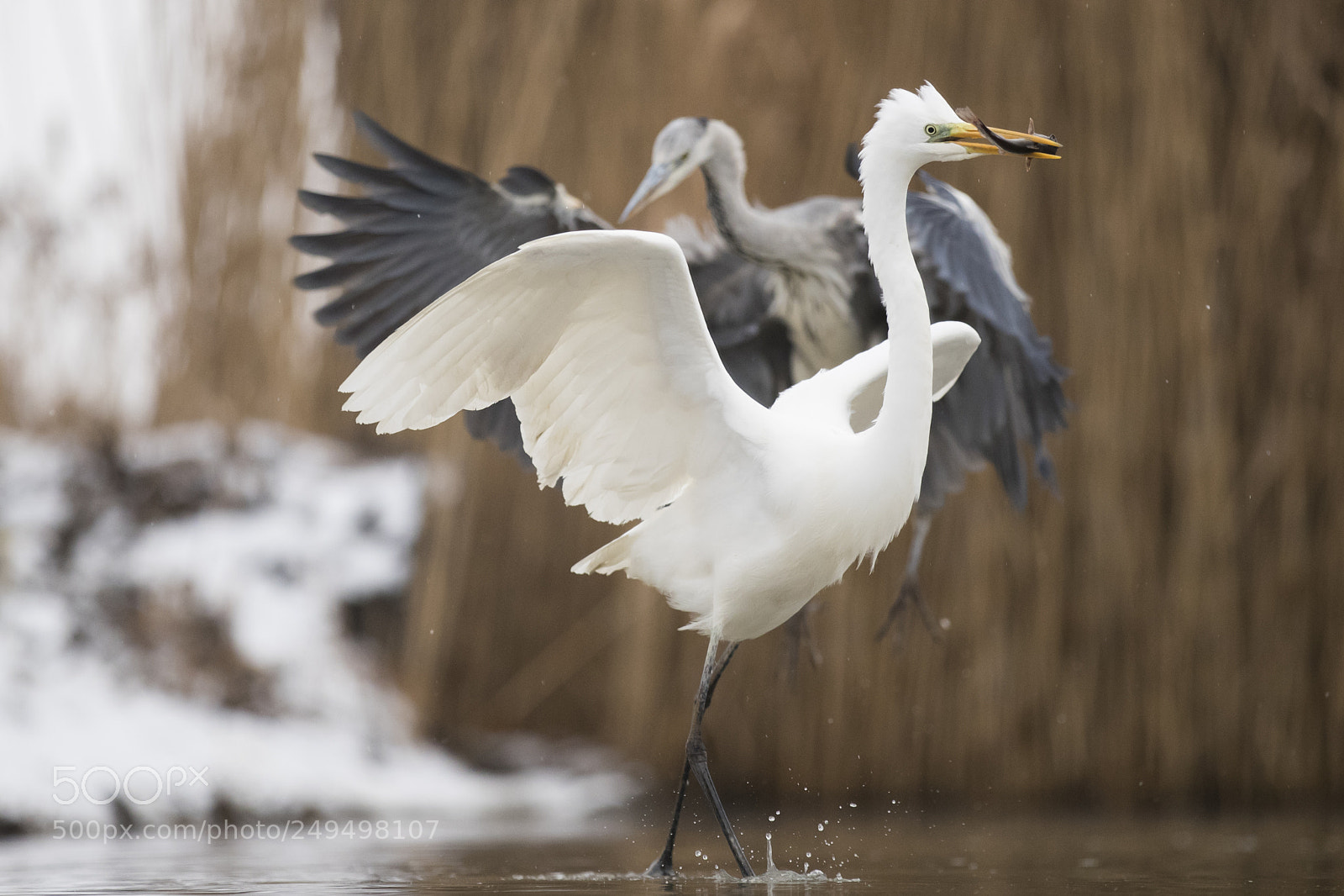 Canon EOS-1D X Mark II sample photo. Great egret photography
