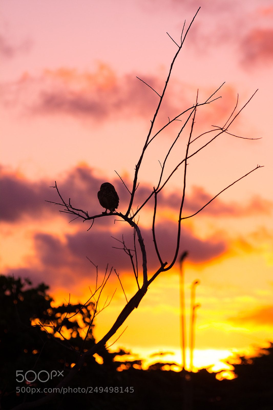 Nikon D5200 sample photo. The owl photography