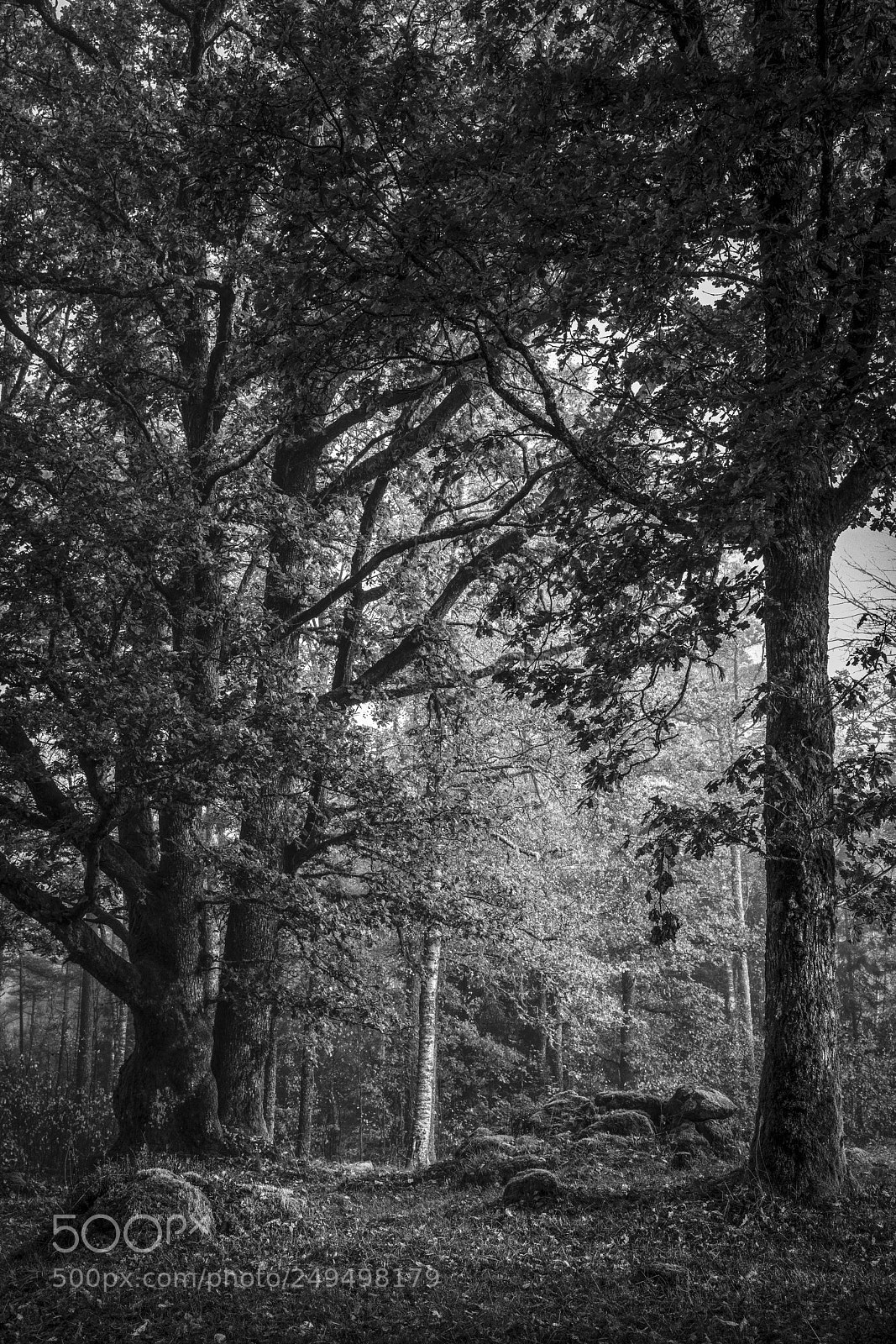 Canon EOS 5DS R sample photo. Old oak b w photography