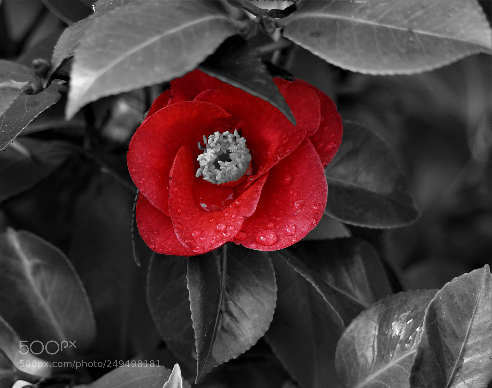 Sony a6000 sample photo. Red photography