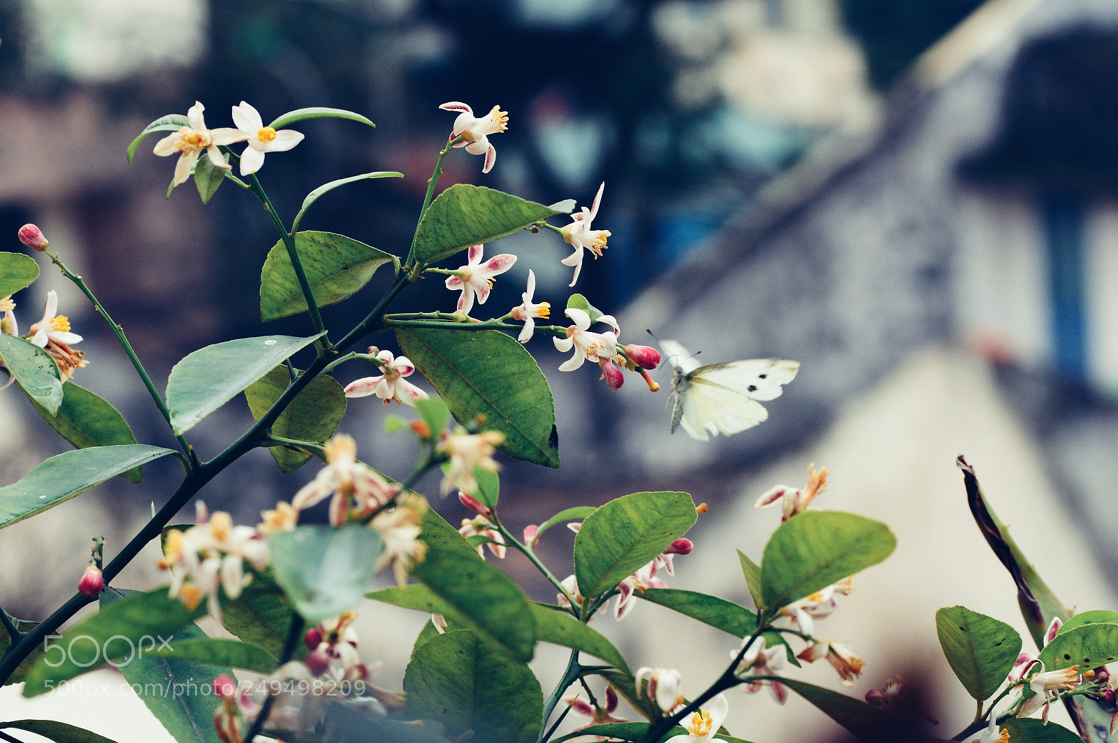 Nikon D7100 sample photo. Untitled photography
