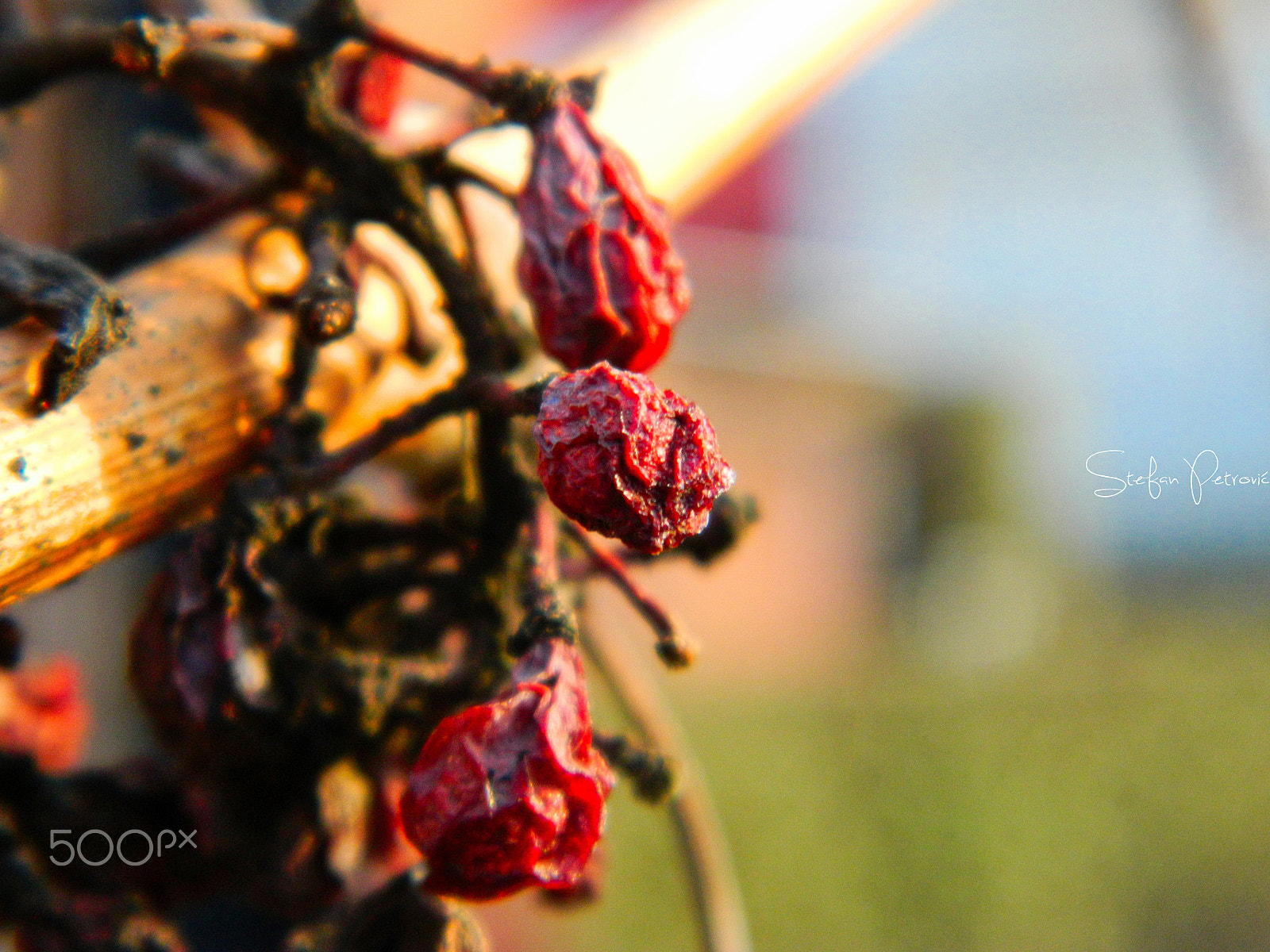 Nikon COOLPIX L310 sample photo. Sun drying grapes photography