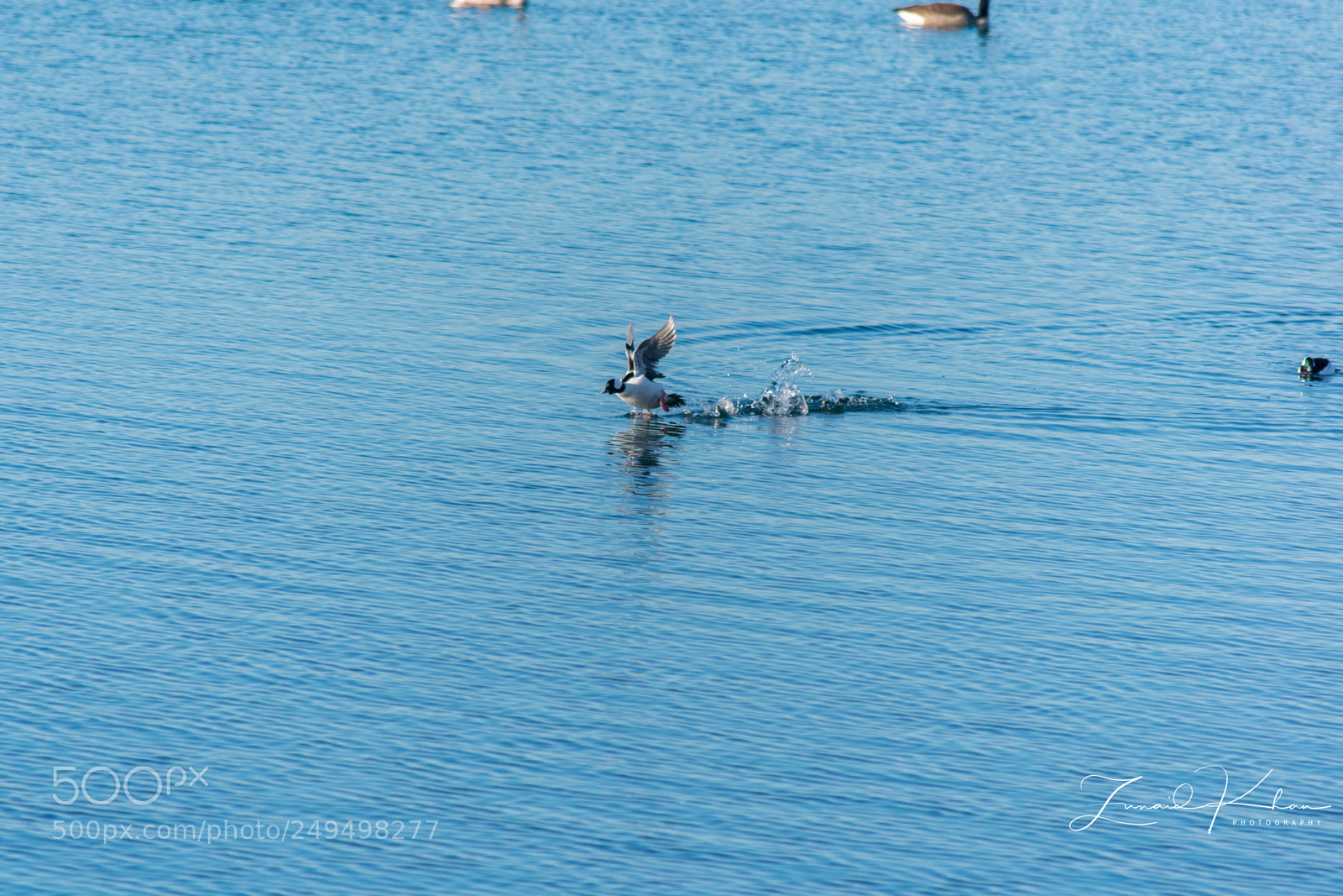 Nikon D3400 sample photo. Bufflehead taking off photography