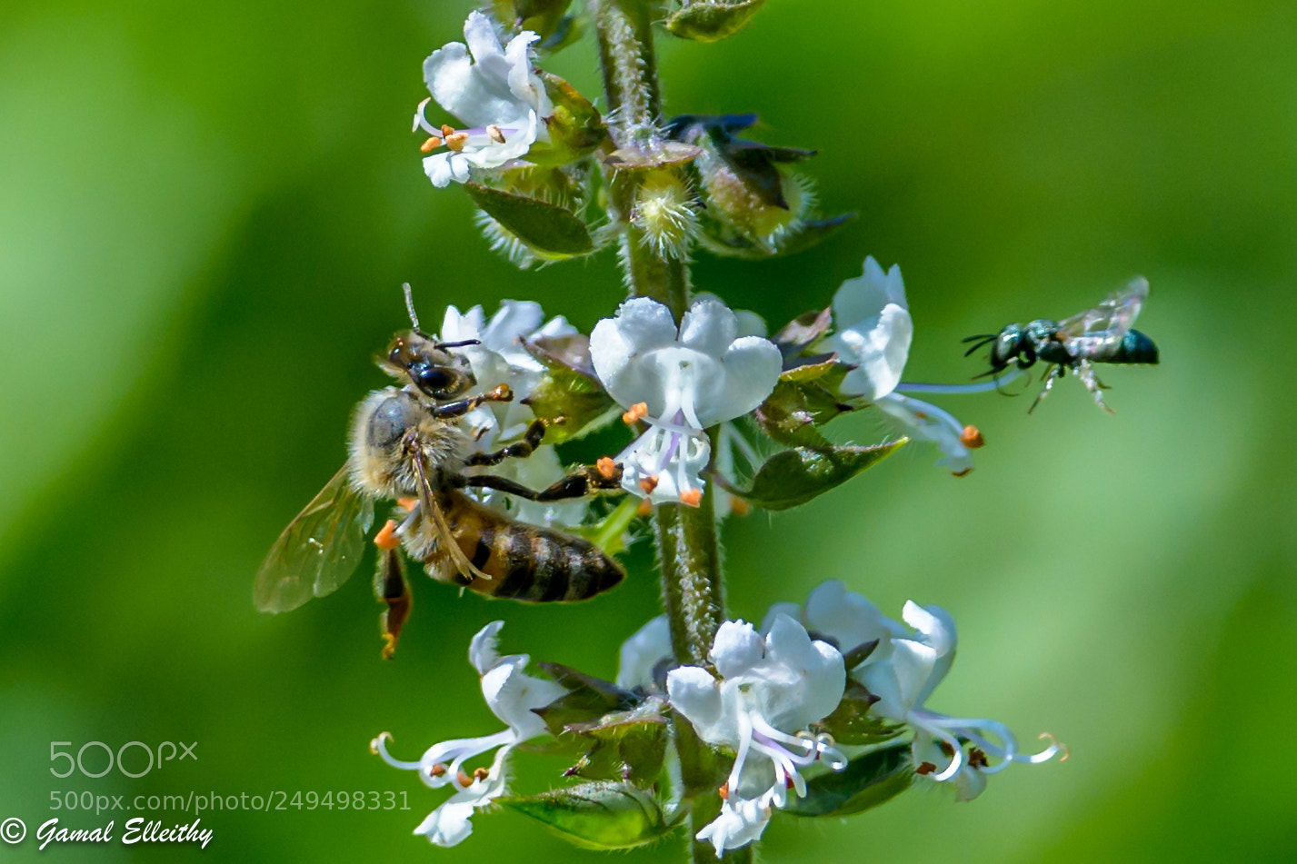 Nikon D7100 sample photo. Flying bees photography