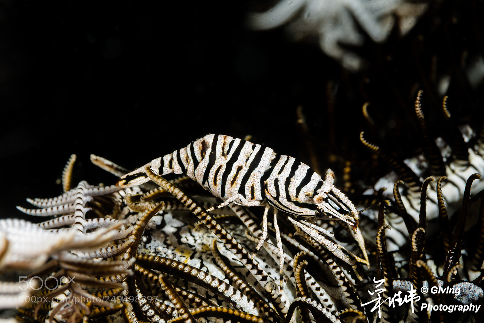 Nikon D800 sample photo. Untitled photography