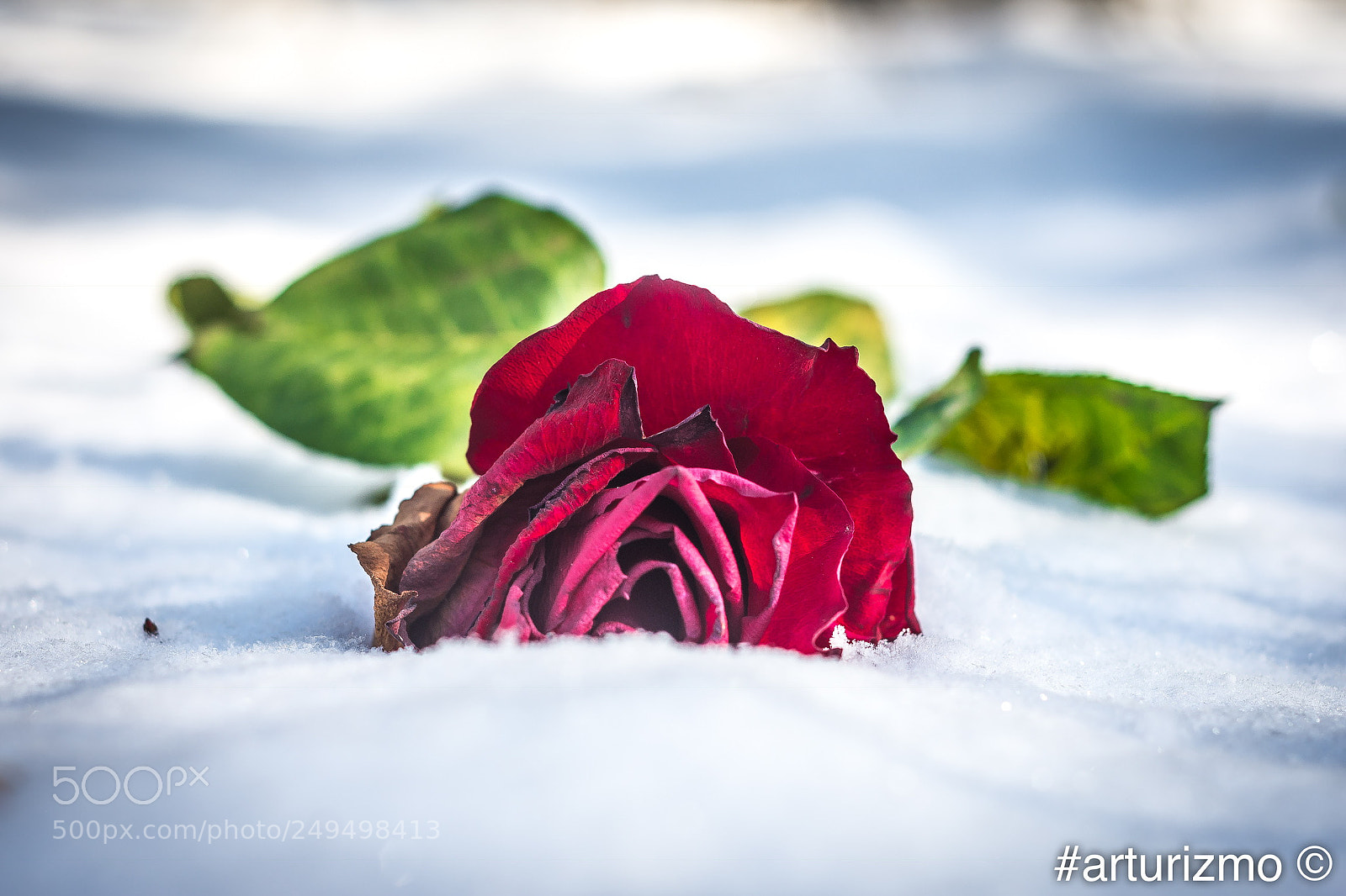 Nikon D7200 sample photo. Rose in the snow photography