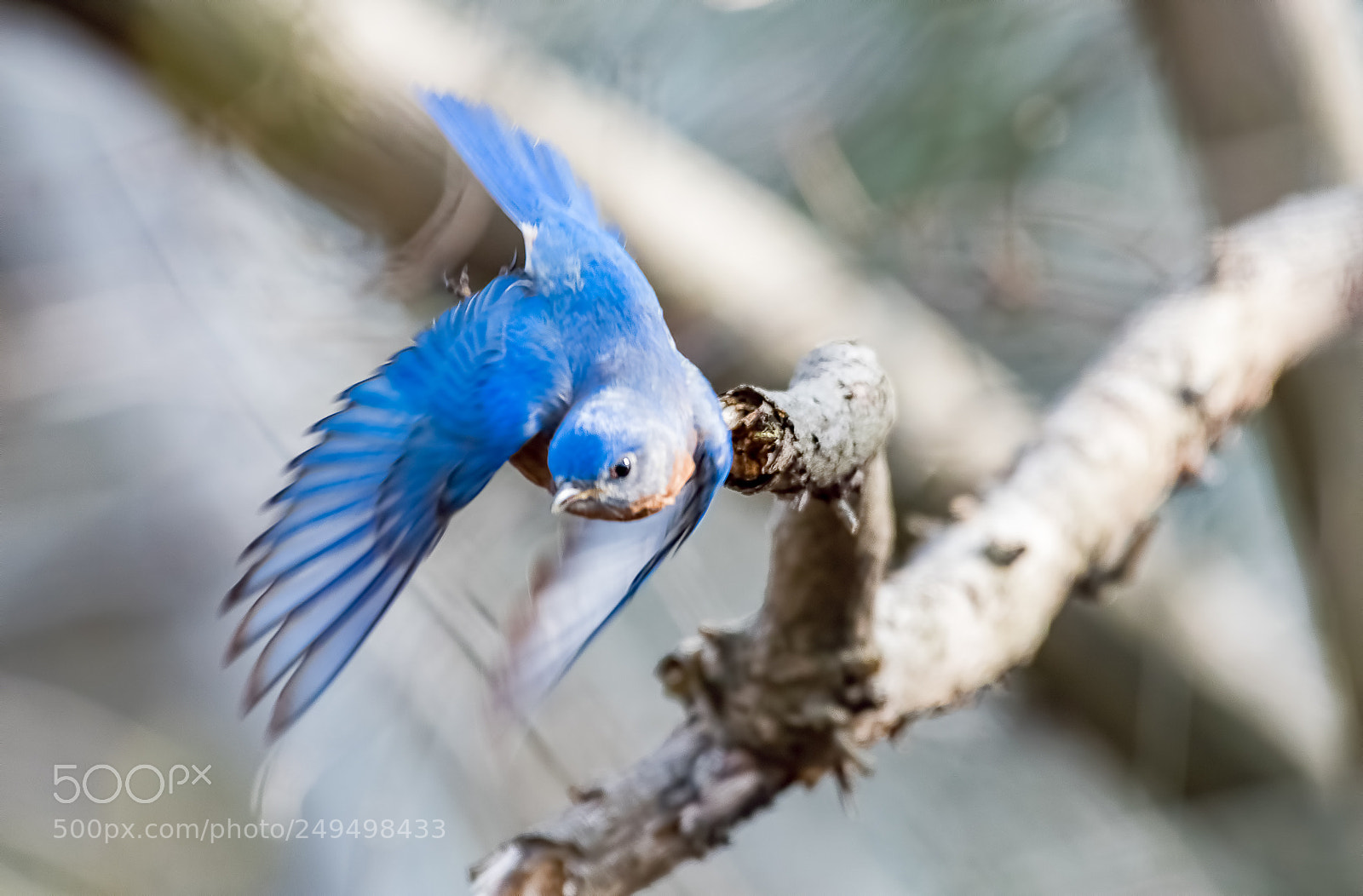Nikon D500 sample photo. Bluebird flipping photography