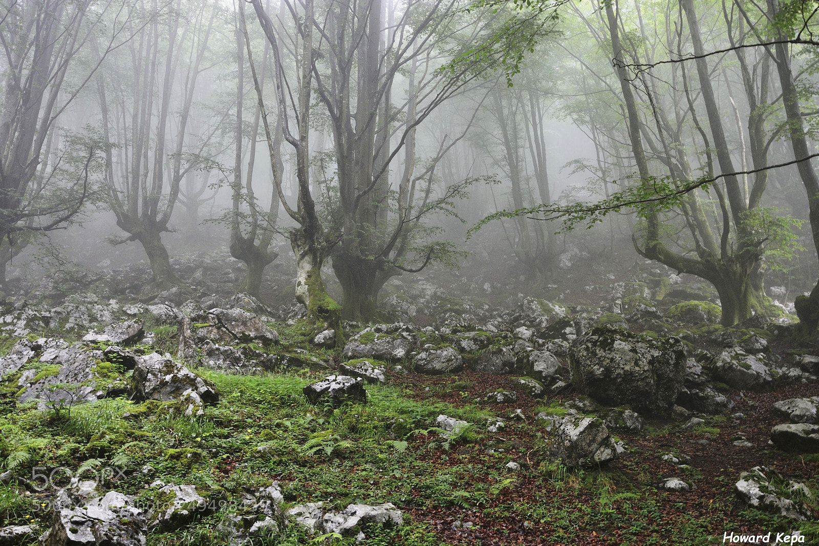 Nikon D7100 sample photo. Niebla de fondo. photography