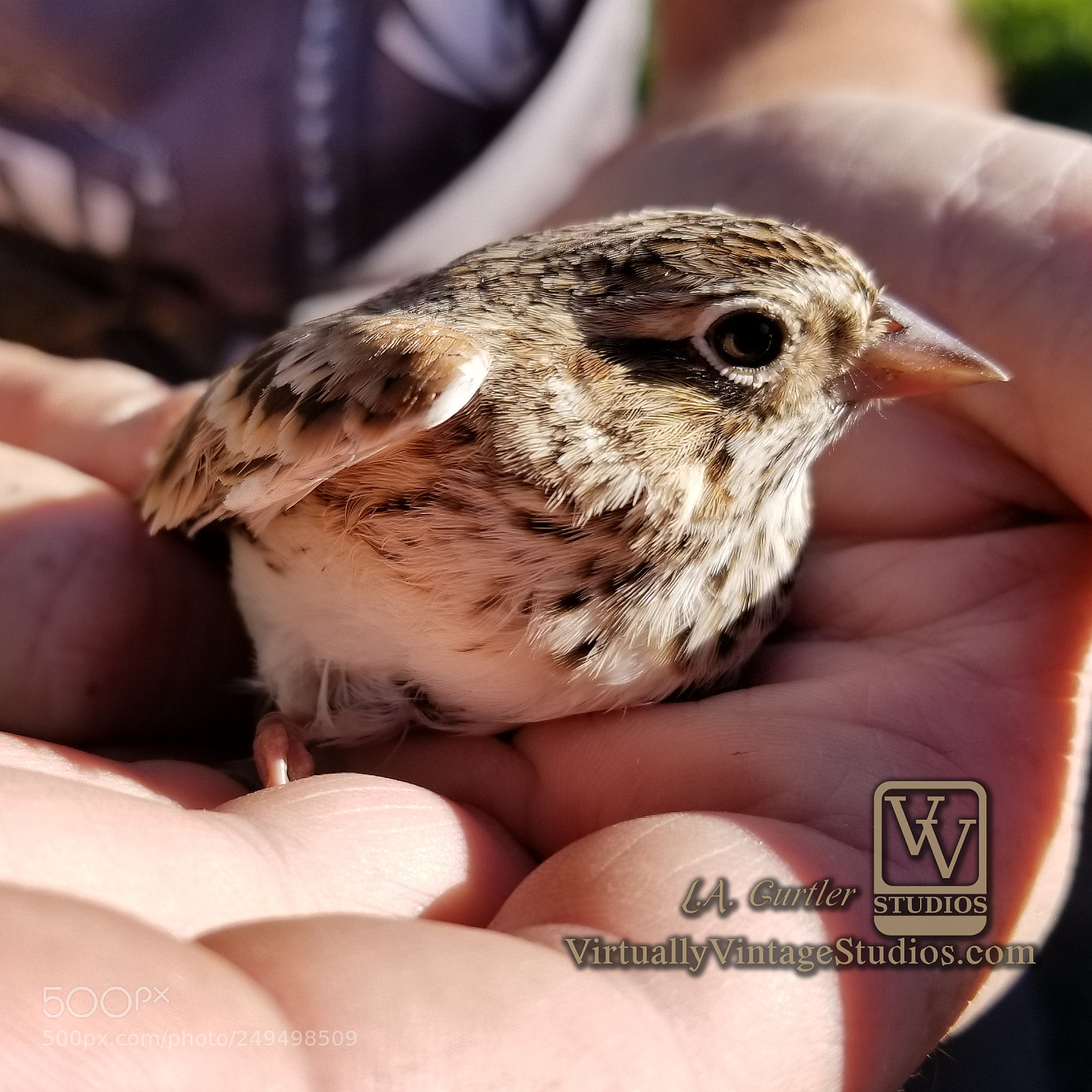 Samsung Galaxy S8 sample photo. Colorado vesper sparrow photography