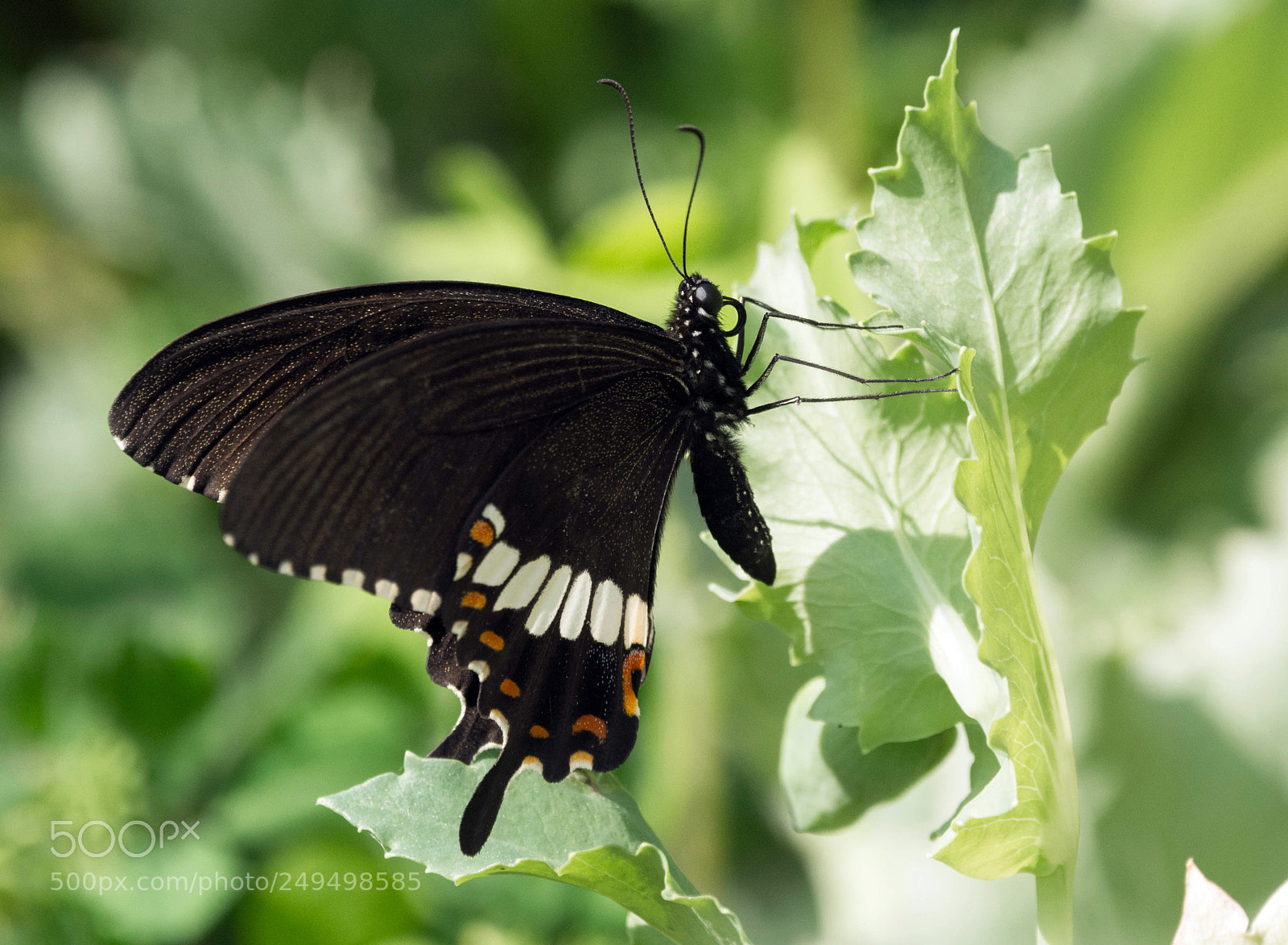 Nikon D7100 sample photo. Black swallow tail butterfly photography